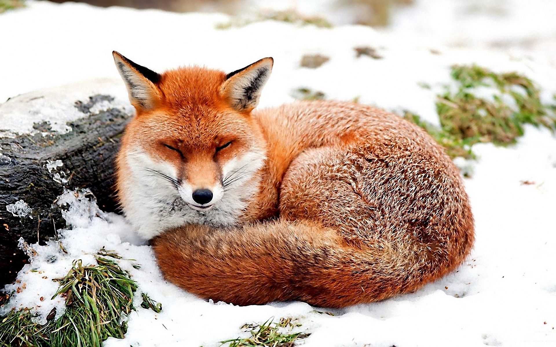 snow, animals, to lie down, grass, fox, lie