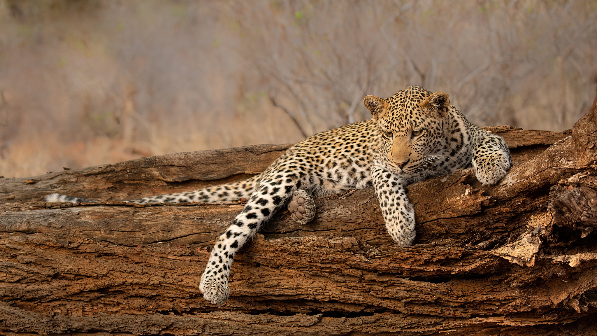 Baixar papel de parede para celular de Animais, Gatos, Leopardo gratuito.