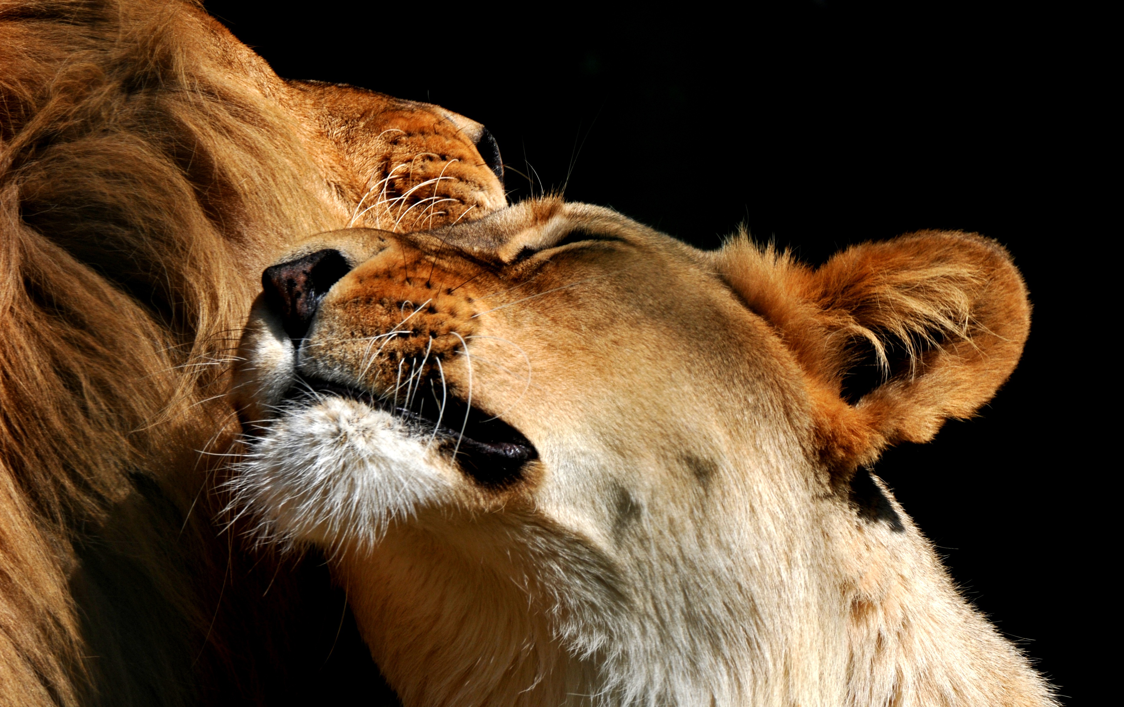 Téléchargez gratuitement l'image Animaux, Chats, Amour, Lion sur le bureau de votre PC