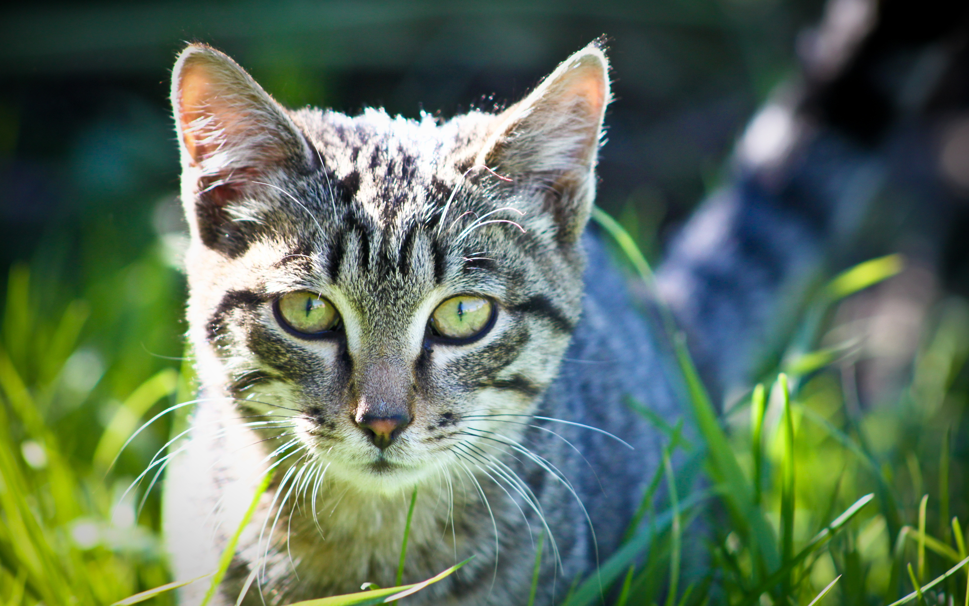 Descarga gratuita de fondo de pantalla para móvil de Animales, Gatos, Gato.