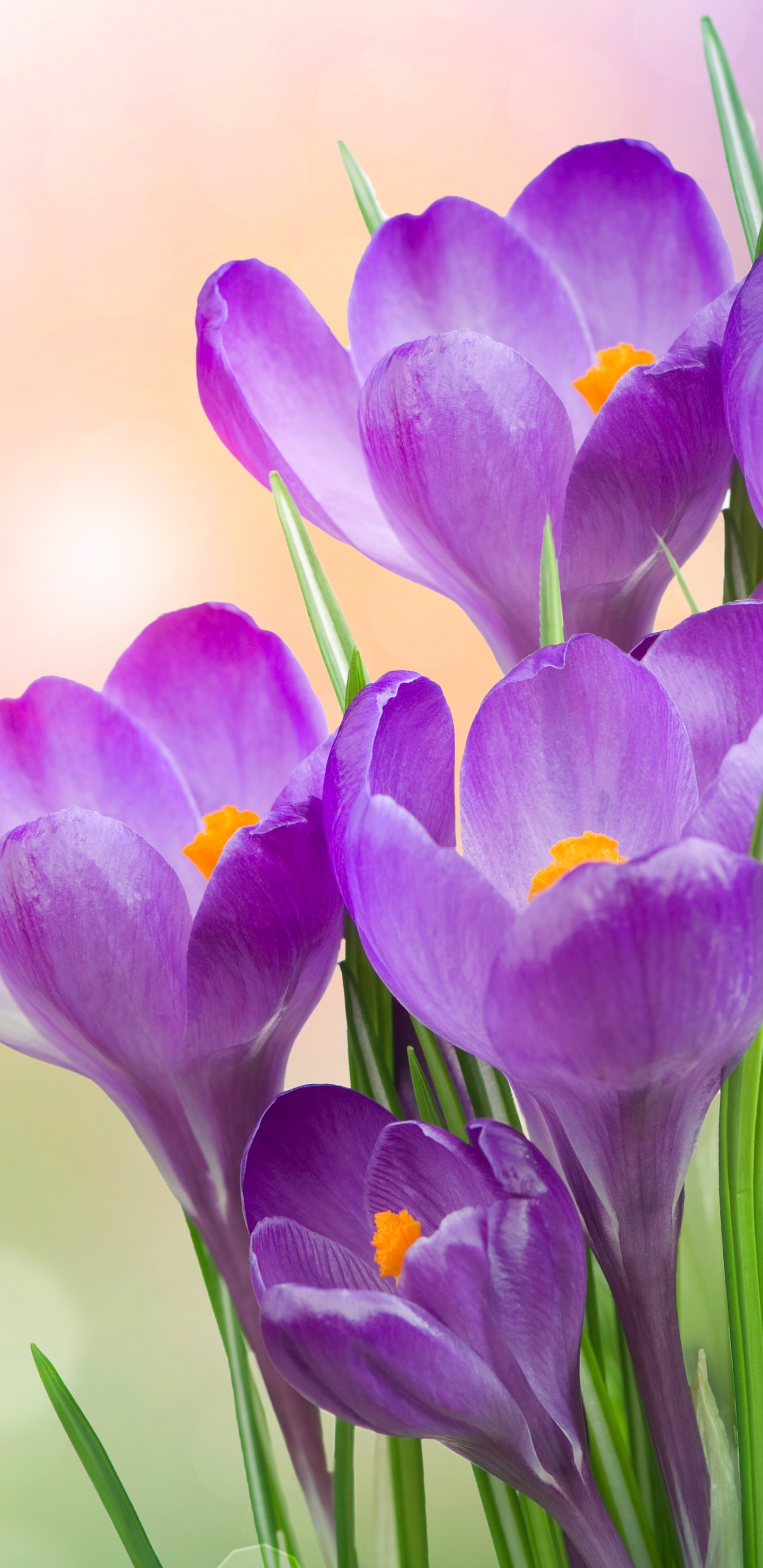 Free download wallpaper Flowers, Flower, Earth, Spring, Crocus, Purple Flower on your PC desktop