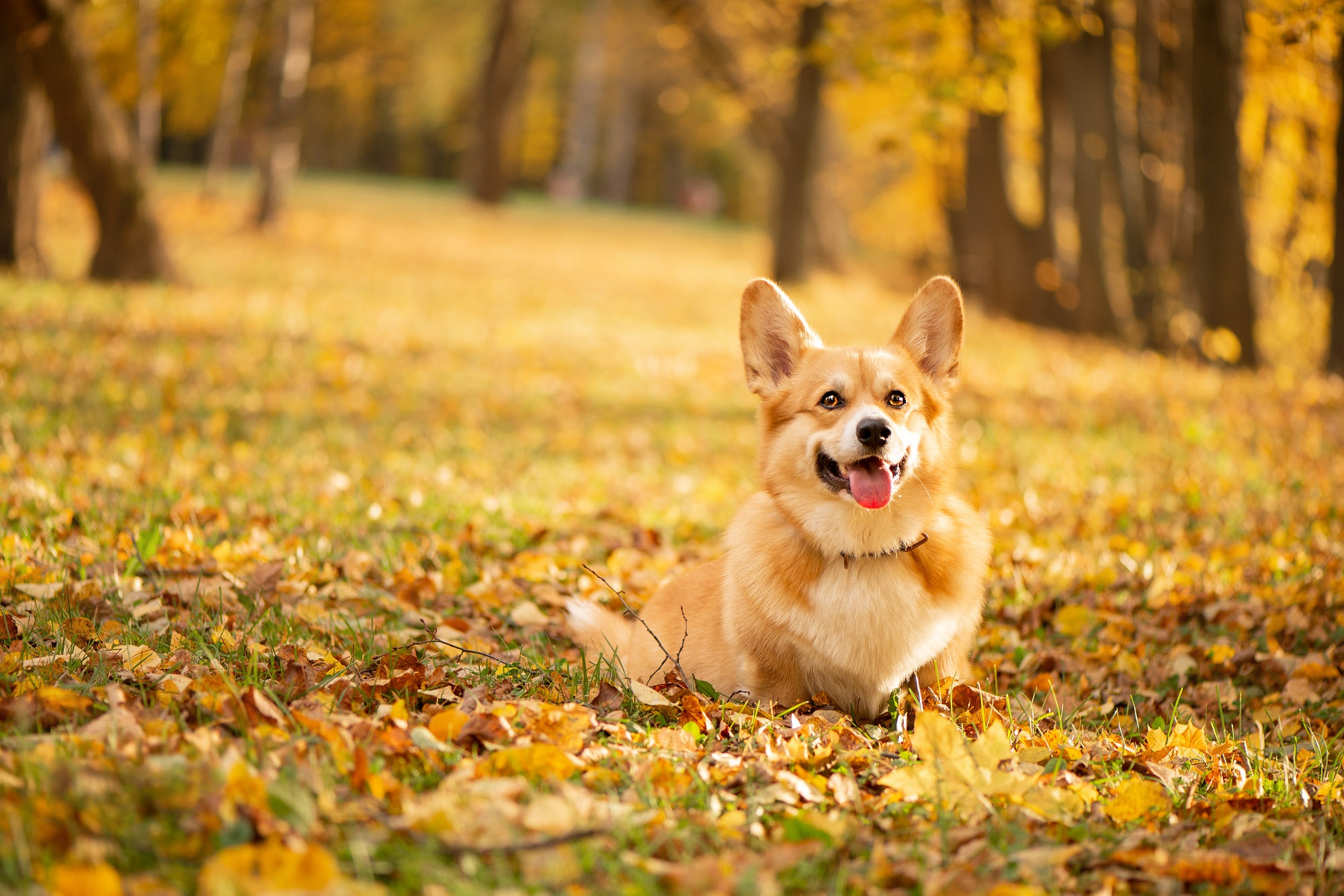 PCデスクトップに動物, 秋, 犬, コーギー, 被写界深度画像を無料でダウンロード