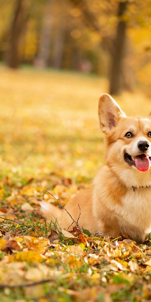 Desktop wallpaper: Corgi, Animal, Depth Of Field, Dog, Fall, Dogs 4K ...
