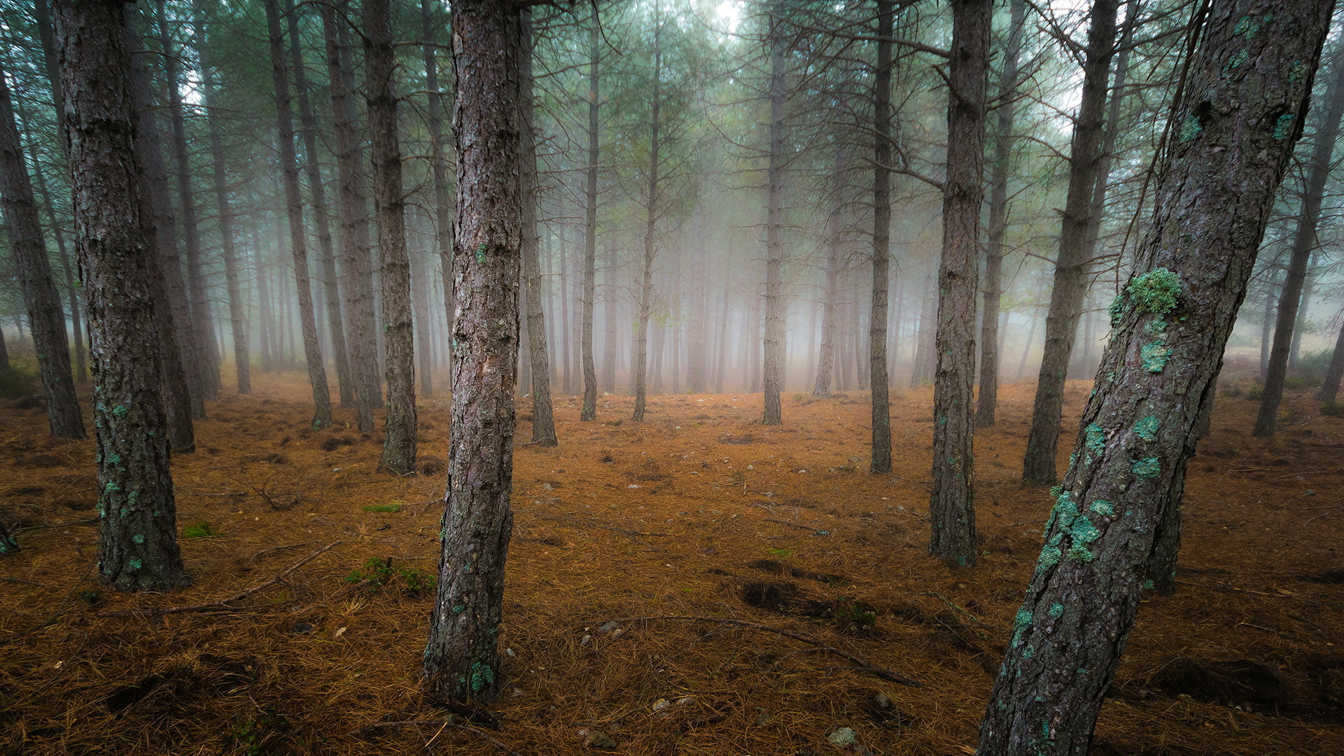 Download mobile wallpaper Nature, Forest, Tree, Fog, Earth for free.