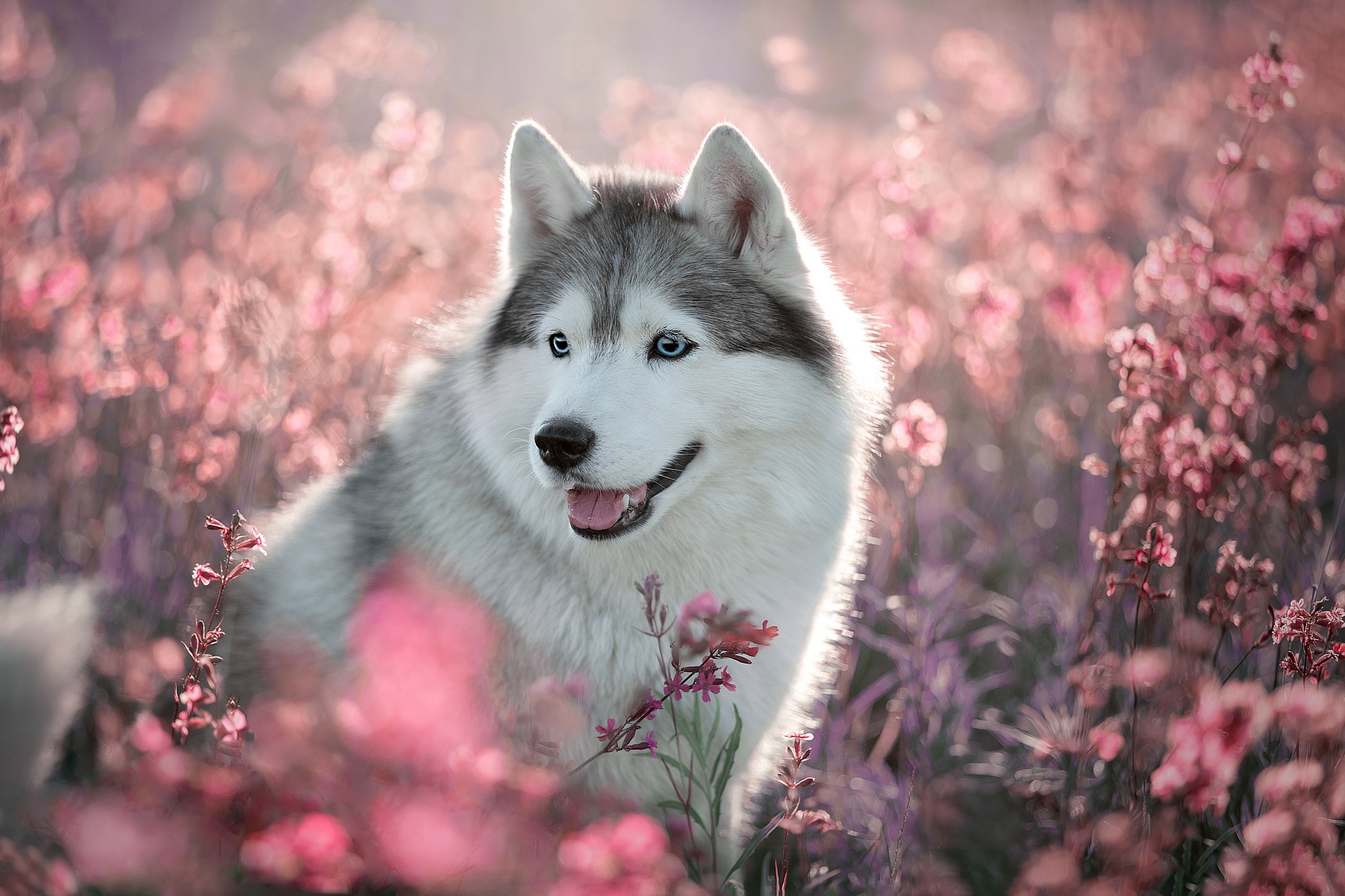 Download mobile wallpaper Dogs, Flower, Dog, Animal, Husky for free.