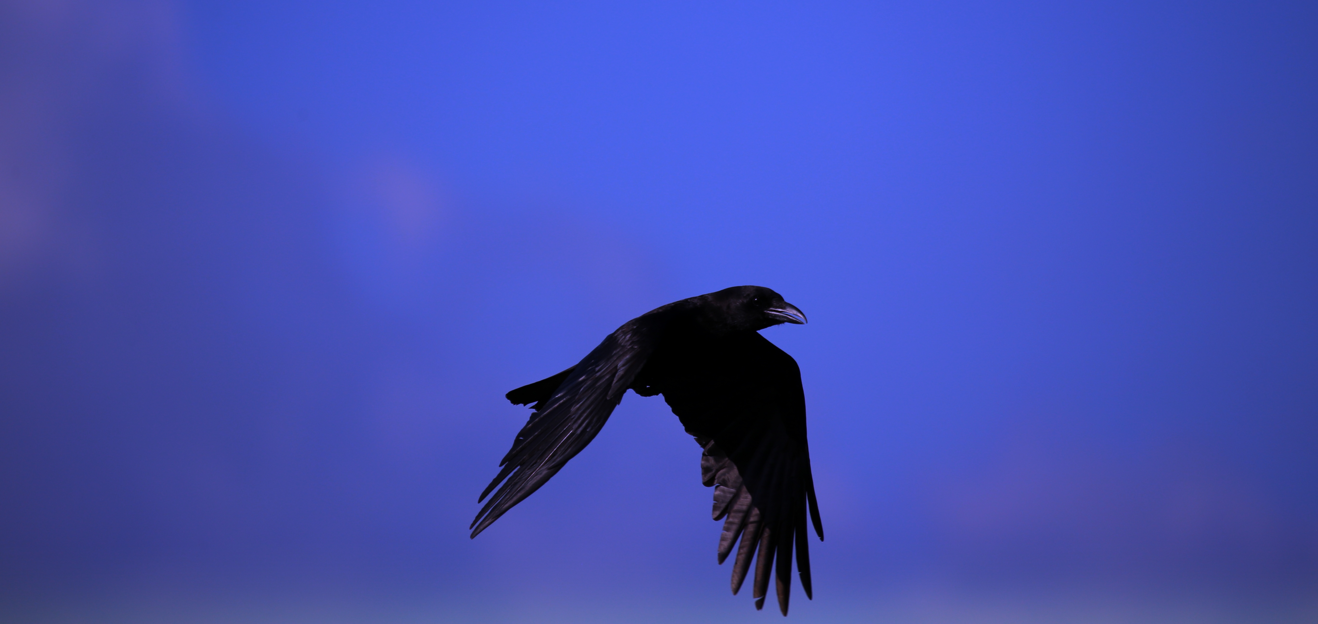 76351 скачать картинку ворон, небо, животные, птица, черный, летать - обои и заставки бесплатно
