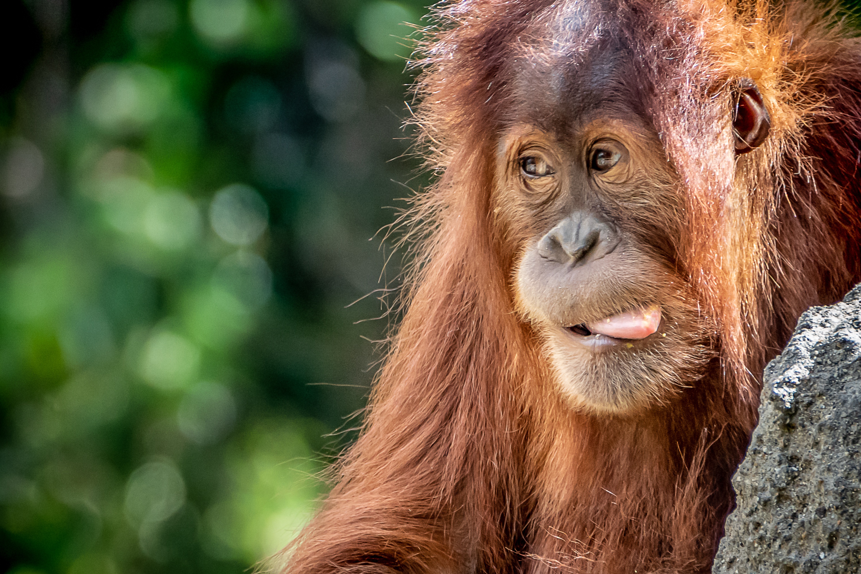 Download mobile wallpaper Monkeys, Monkey, Animal, Bokeh, Primate, Orangutan for free.