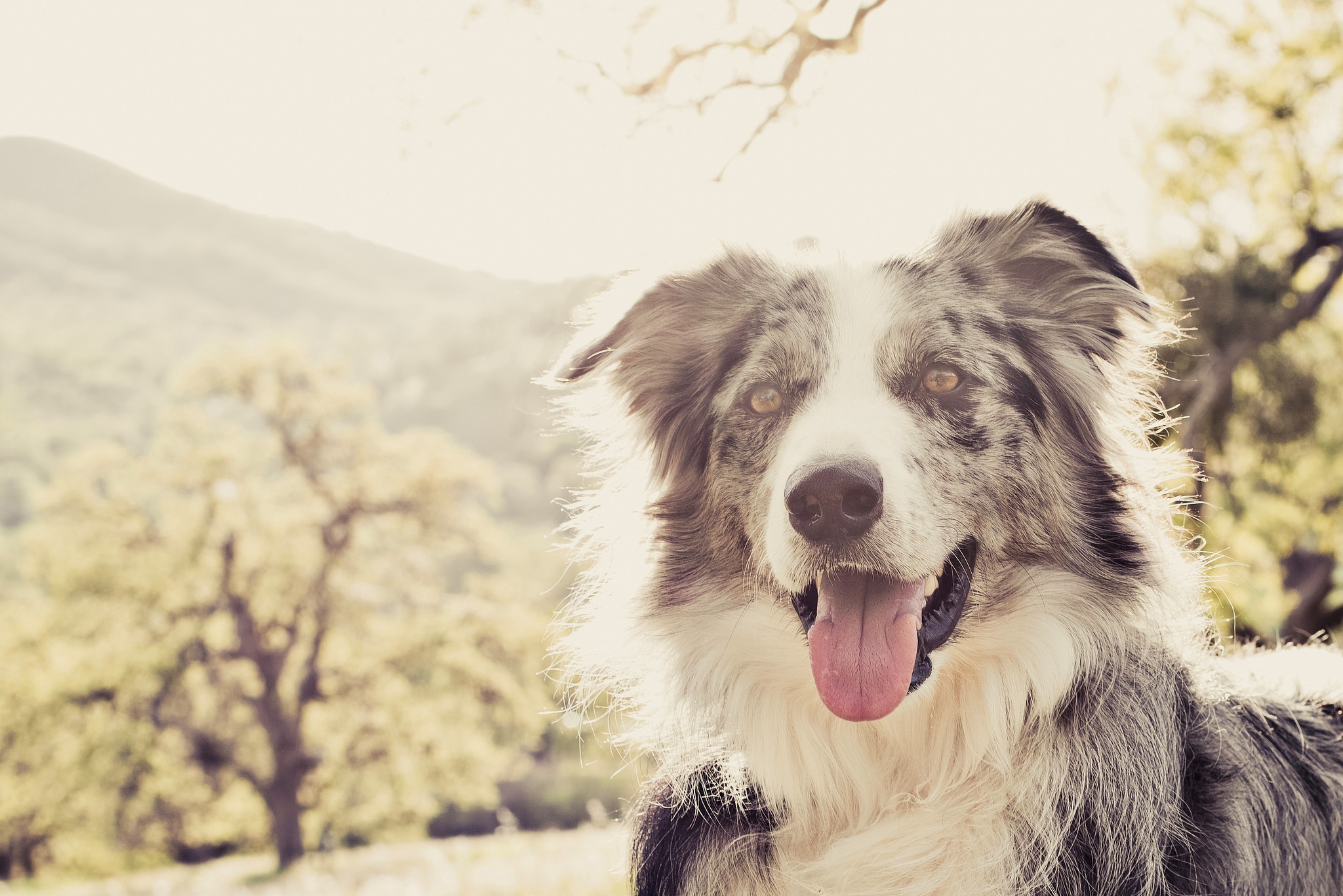 Descarga gratuita de fondo de pantalla para móvil de Animales, Perros, Perro, Pastor Australiano.