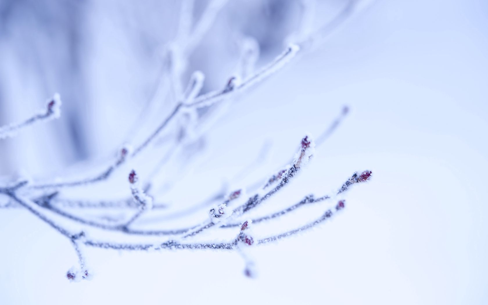 Download mobile wallpaper Frost, Branch, Hoarfrost, Macro, Shine, Light, Background for free.