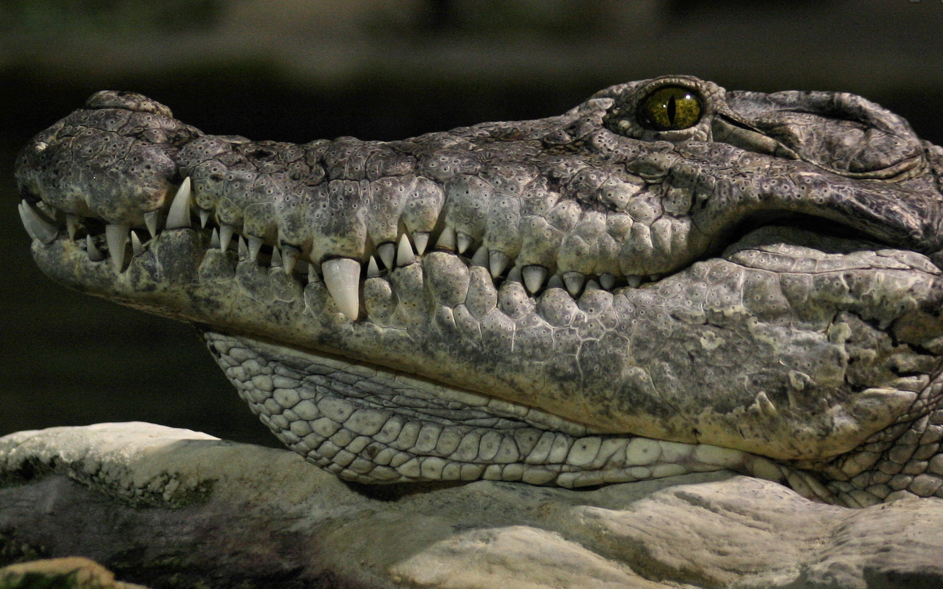 237120 Bild herunterladen tiere, krokodil, reptilien - Hintergrundbilder und Bildschirmschoner kostenlos