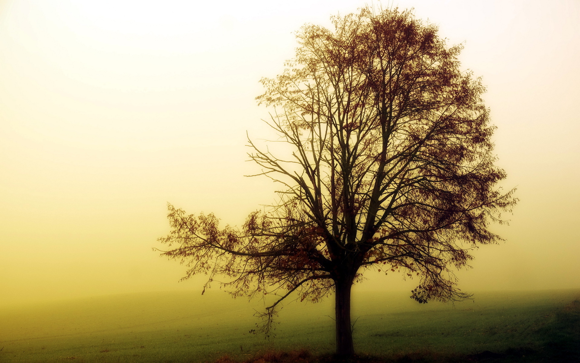 PCデスクトップに風景, 自然, 秋, 葉, 霧, 地球, シーズン画像を無料でダウンロード