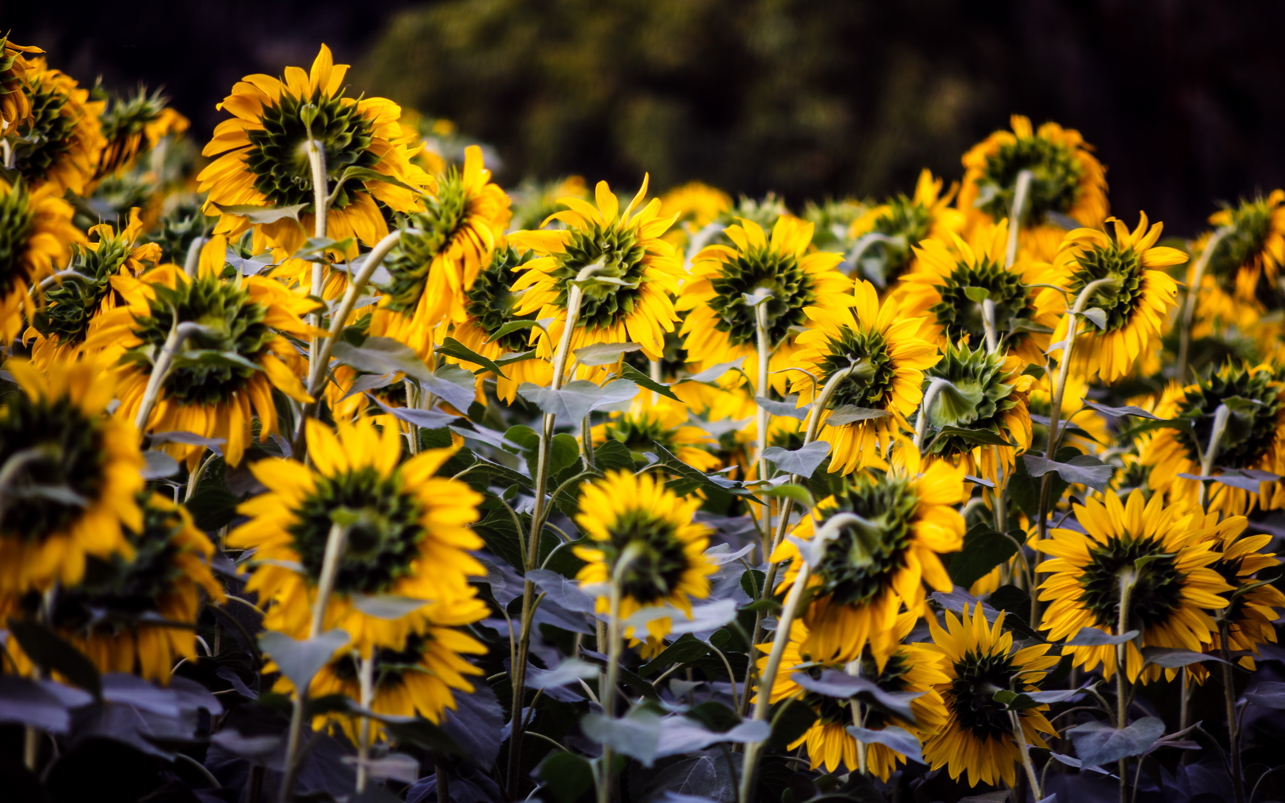 Laden Sie das Sonnenblume, Blumen, Erde/natur-Bild kostenlos auf Ihren PC-Desktop herunter