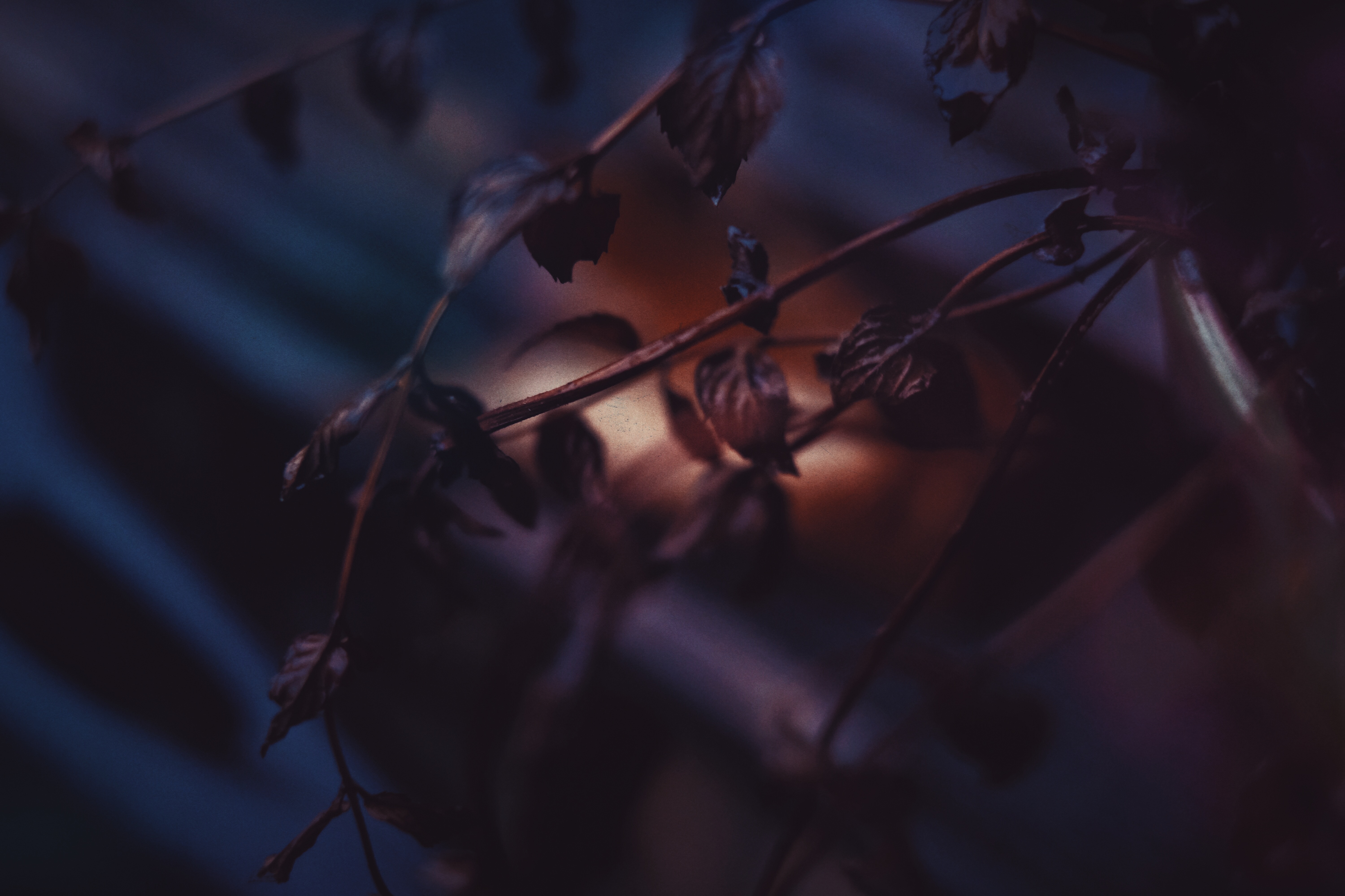 Free download wallpaper Leaves, Bush, Blur, Smooth, Branch, Dry, Nature on your PC desktop