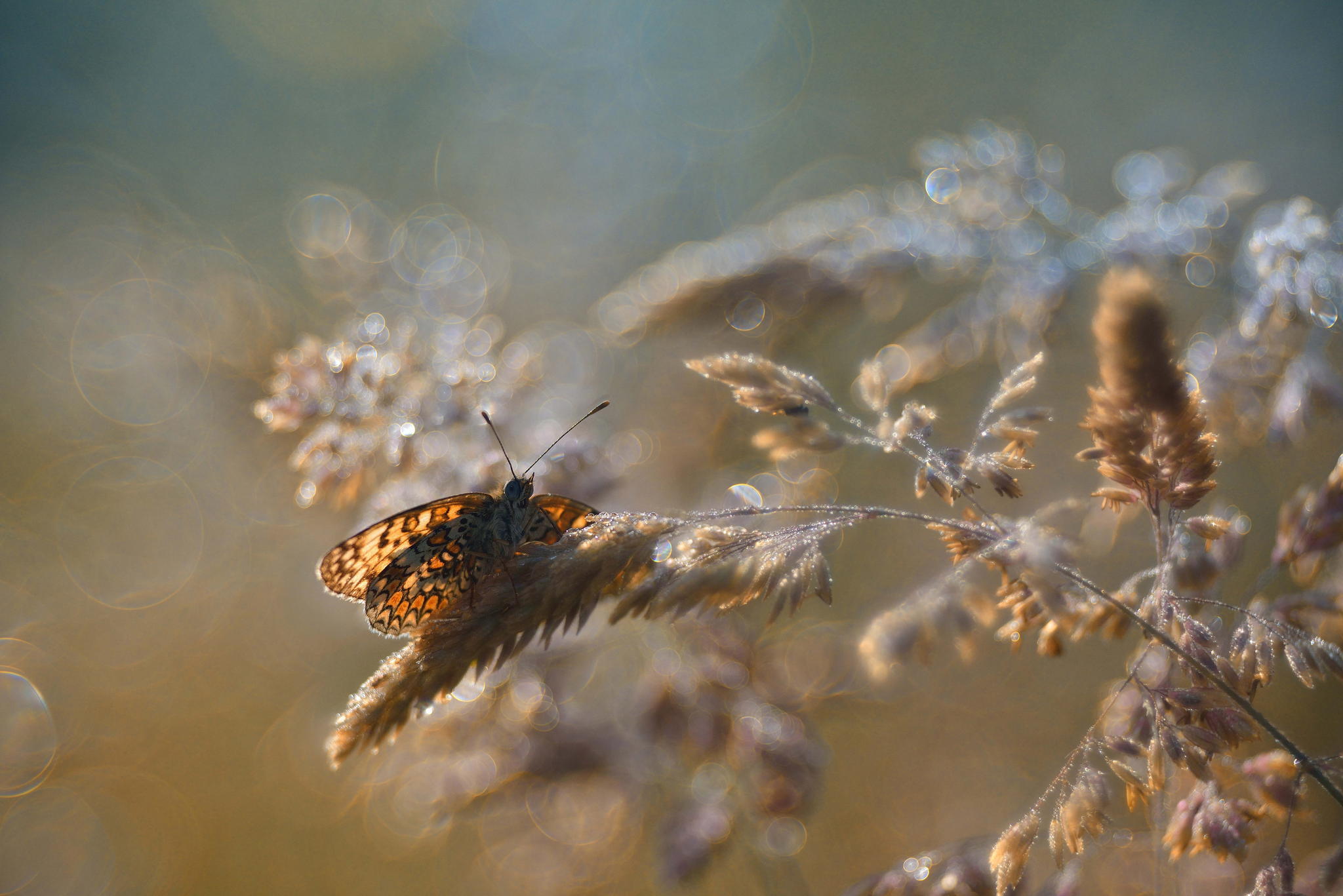 Download mobile wallpaper Plant, Close Up, Insect, Butterfly, Animal, Bokeh for free.