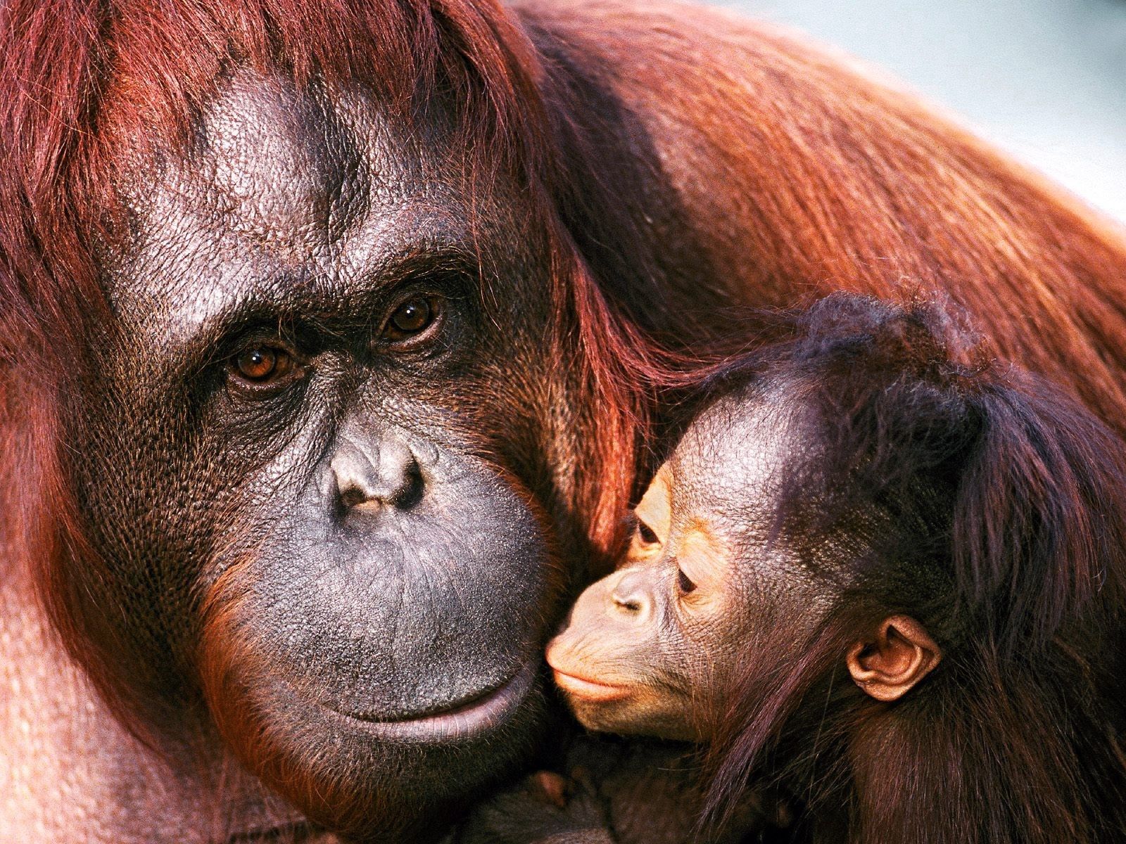 141359 télécharger l'image se soucier, animaux, jeune, soin, joey, femelle, orang outan - fonds d'écran et économiseurs d'écran gratuits