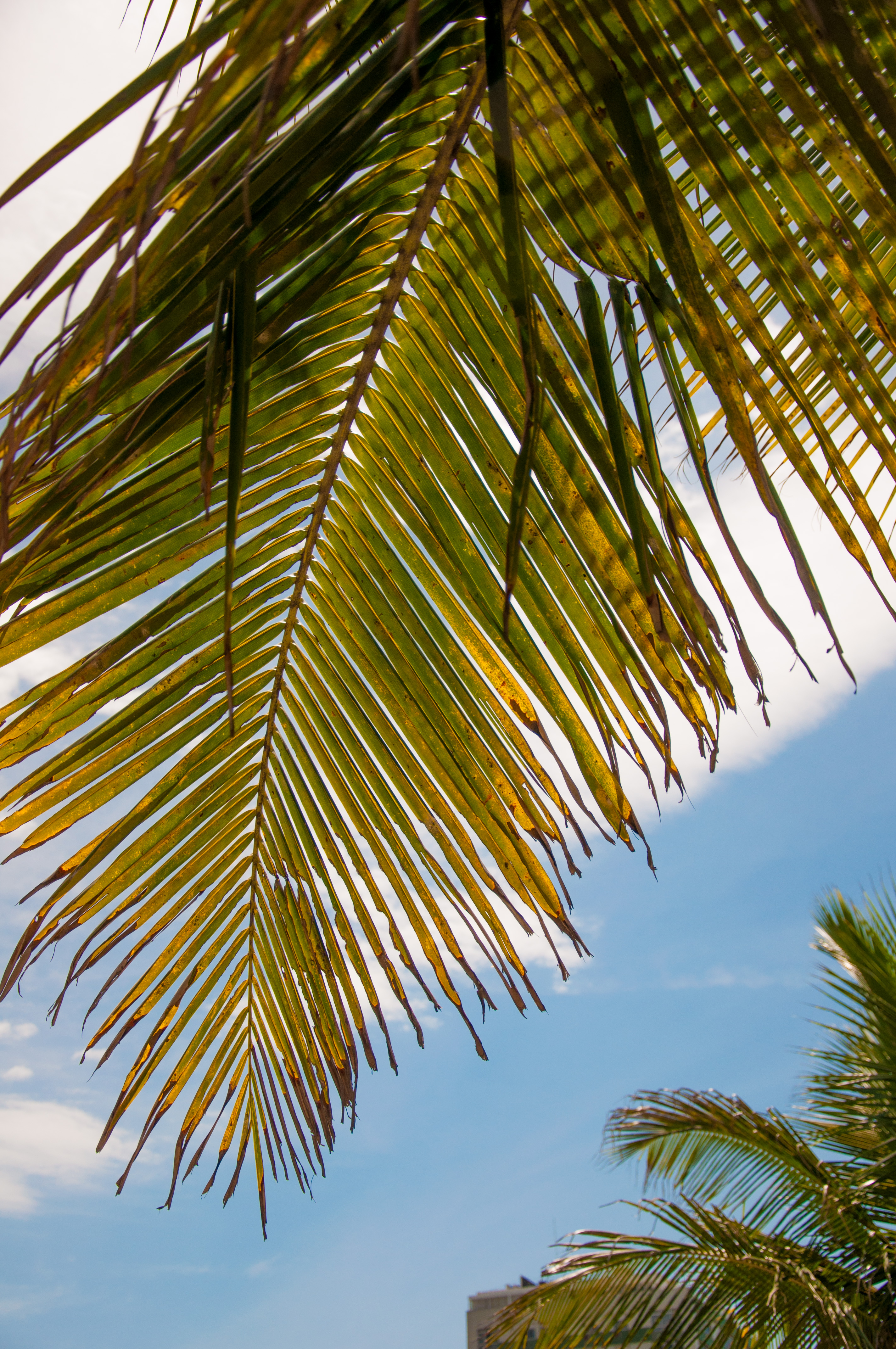 Handy-Wallpaper Palm, Natur, Sky, Blätter, Tropen, Palme kostenlos herunterladen.