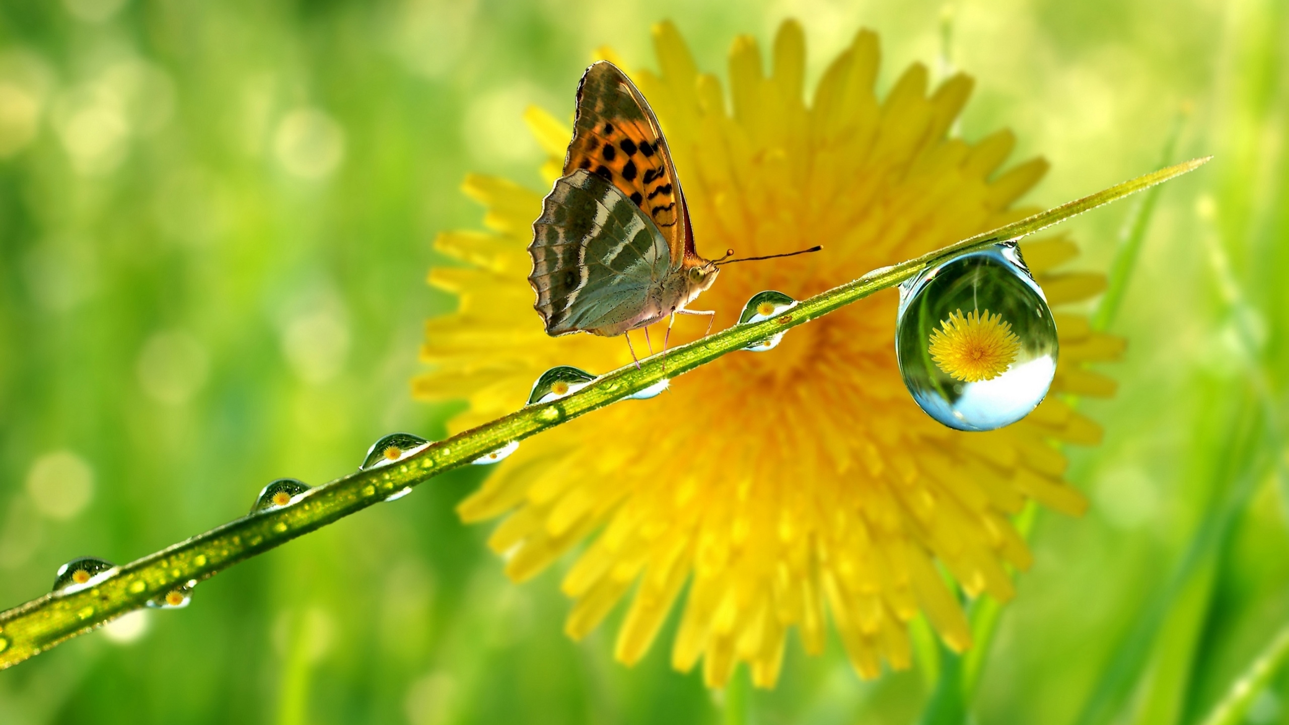 Download mobile wallpaper Earth, Butterfly, Water Drop for free.