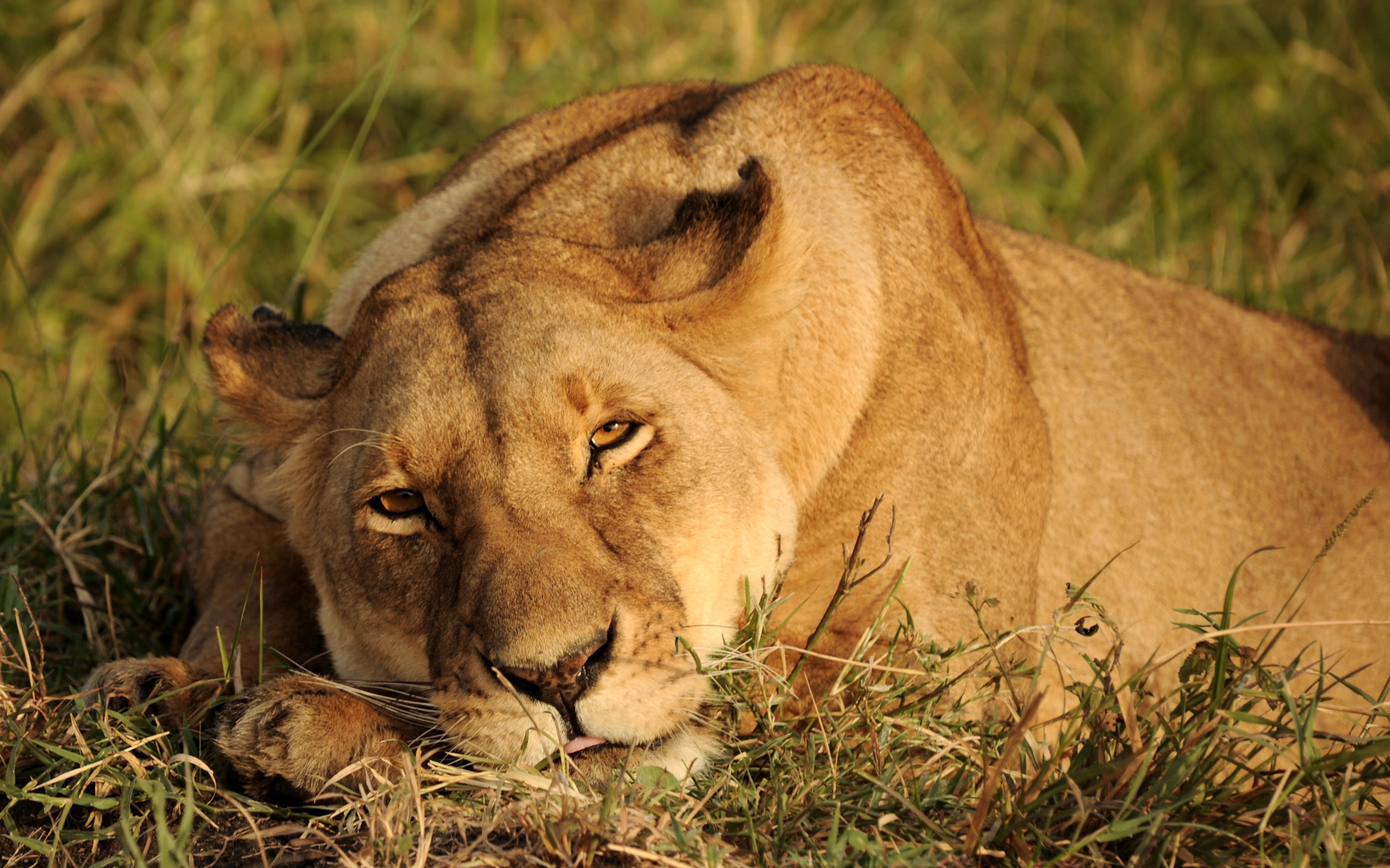 Téléchargez des papiers peints mobile Animaux, Chats, Lion gratuitement.