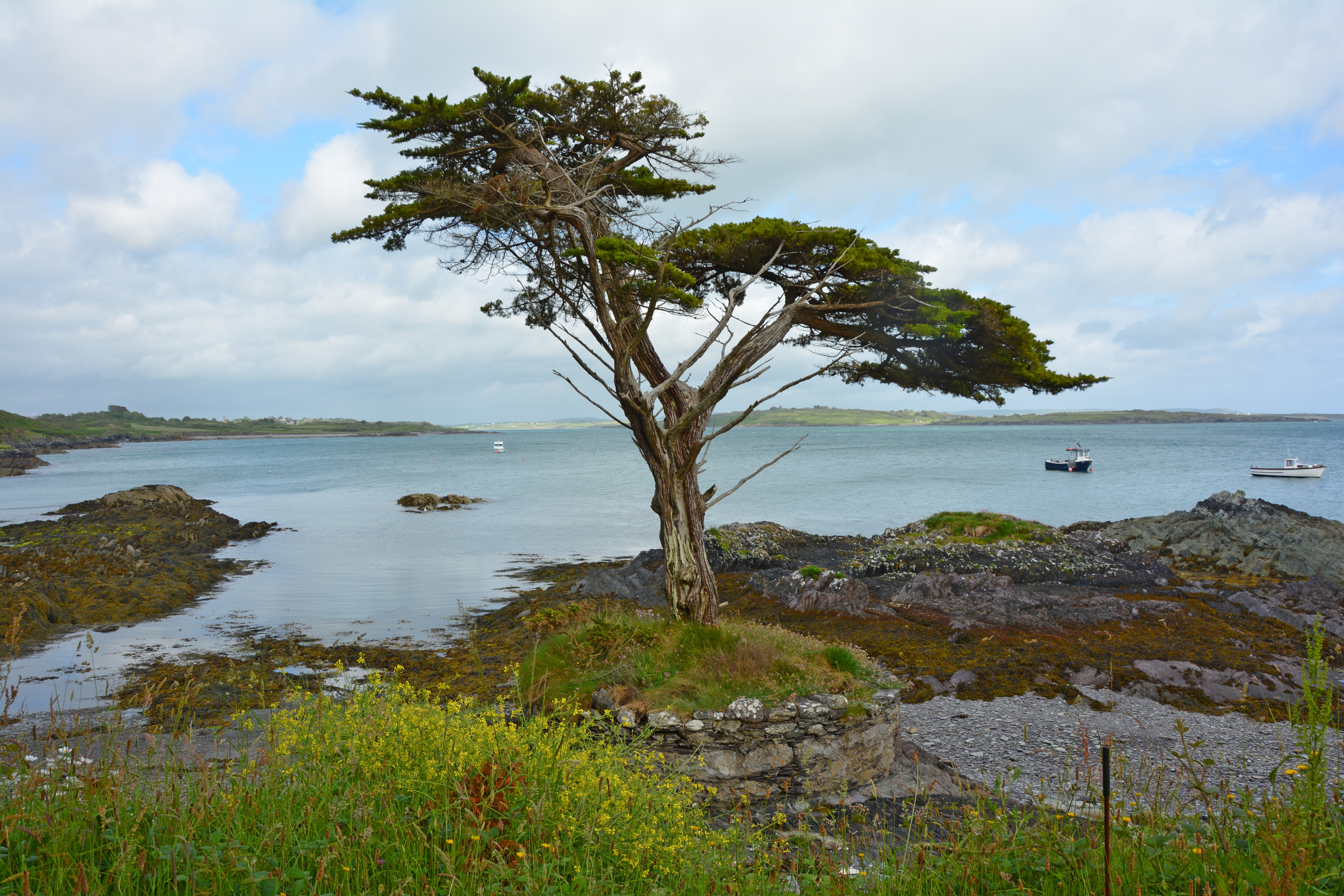 122988 завантажити шпалери природа, берег, узбережжя, дерево, ірландія - заставки і картинки безкоштовно