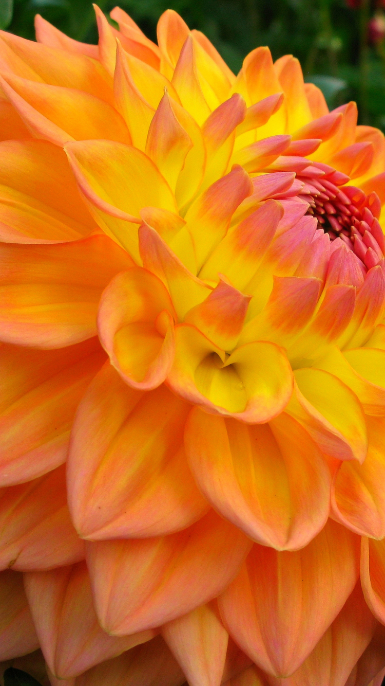 Download mobile wallpaper Flowers, Flower, Macro, Earth, Dahlia, Orange Flower for free.