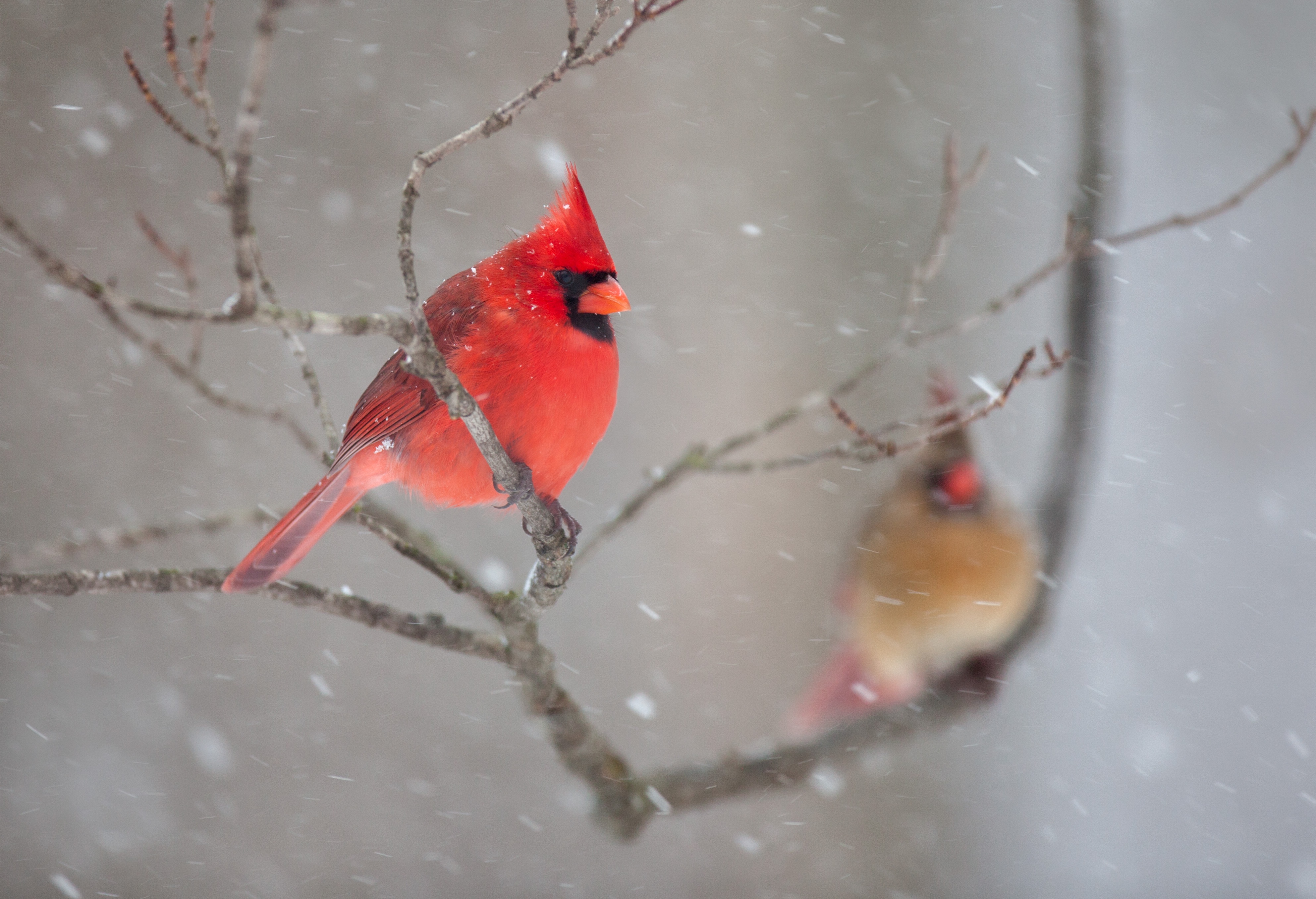 Download mobile wallpaper Birds, Bird, Animal, Cardinal for free.