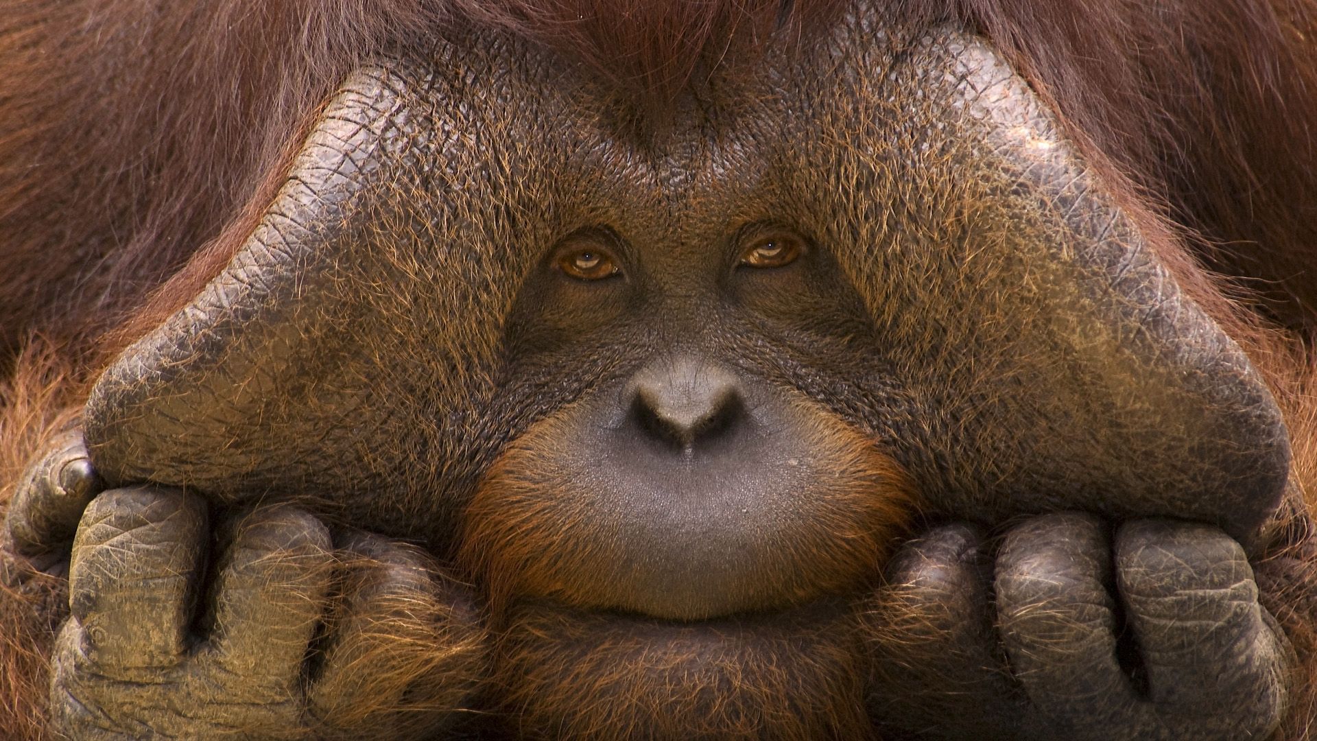 154299 descargar imagen animales, bozal, un mono, mono, manos, lana: fondos de pantalla y protectores de pantalla gratis