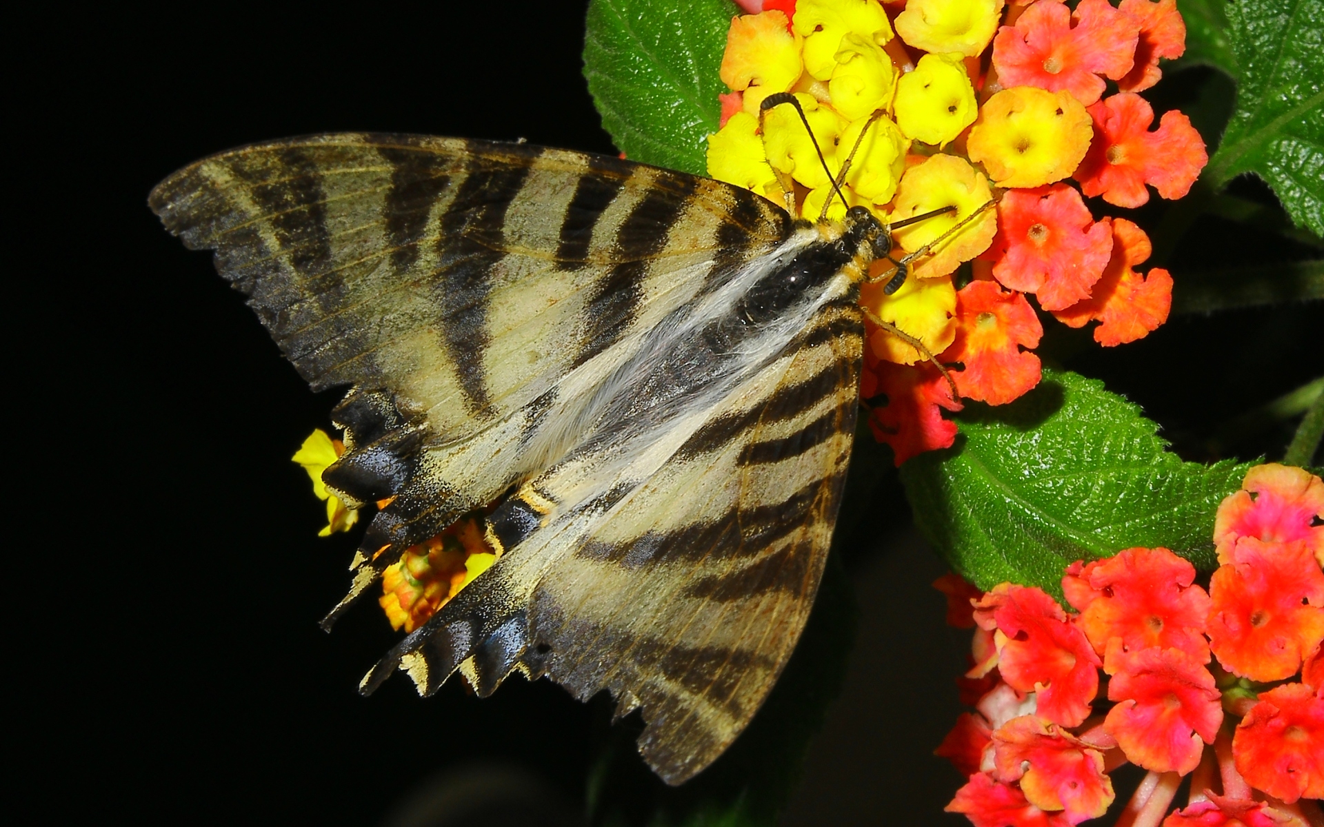 Descarga gratuita de fondo de pantalla para móvil de Animales, Mariposa.