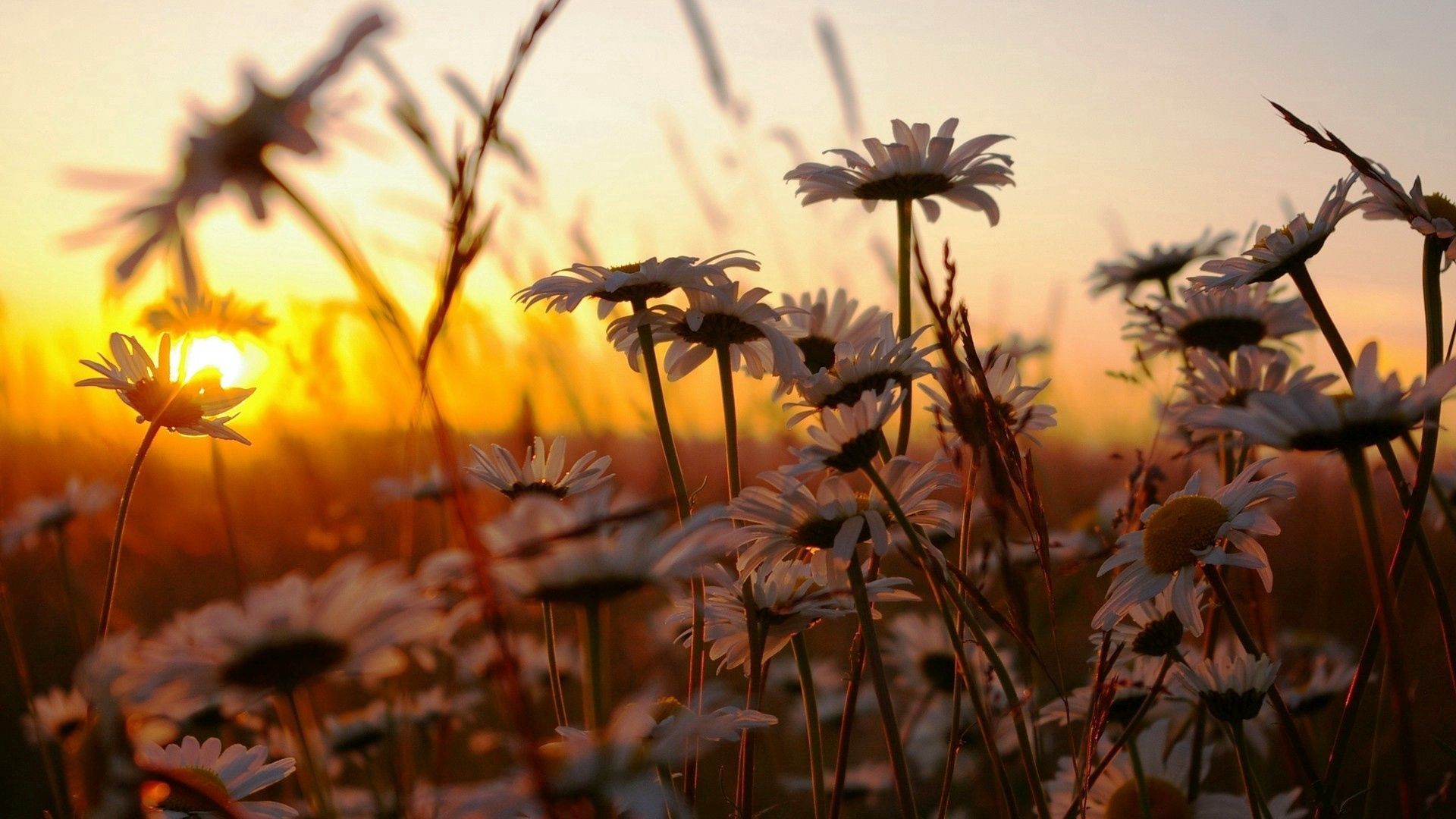 Download mobile wallpaper Sky, Field, Camomile, Sunset, Flowers, Nature for free.
