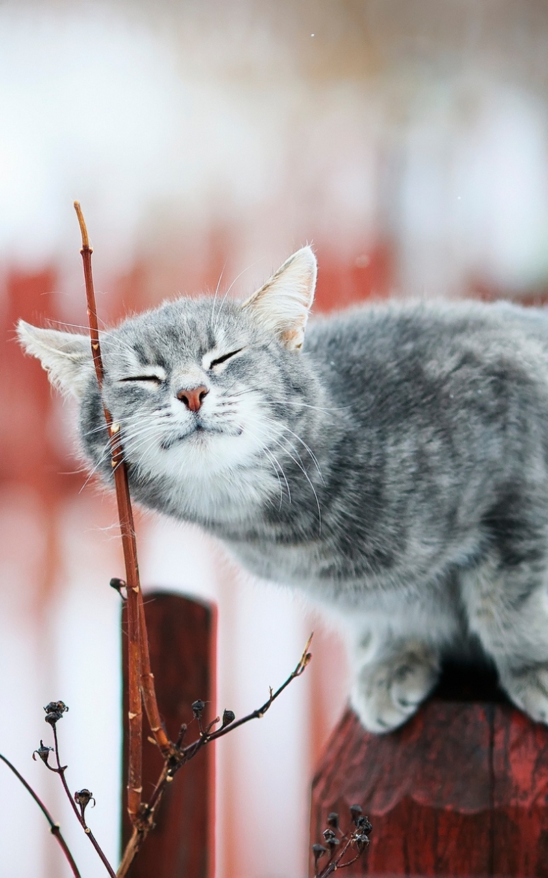 Descarga gratuita de fondo de pantalla para móvil de Animales, Gatos, Gato, Profundidad De Campo.