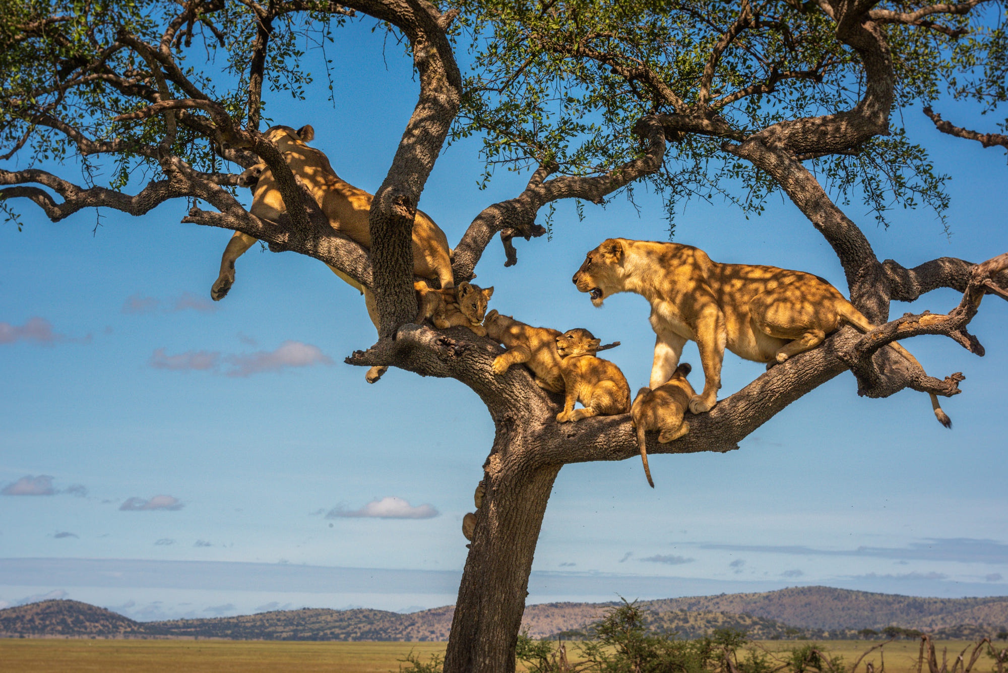 Laden Sie das Tiere, Katzen, Baum, Löwe, Tierbaby, Jungtier-Bild kostenlos auf Ihren PC-Desktop herunter