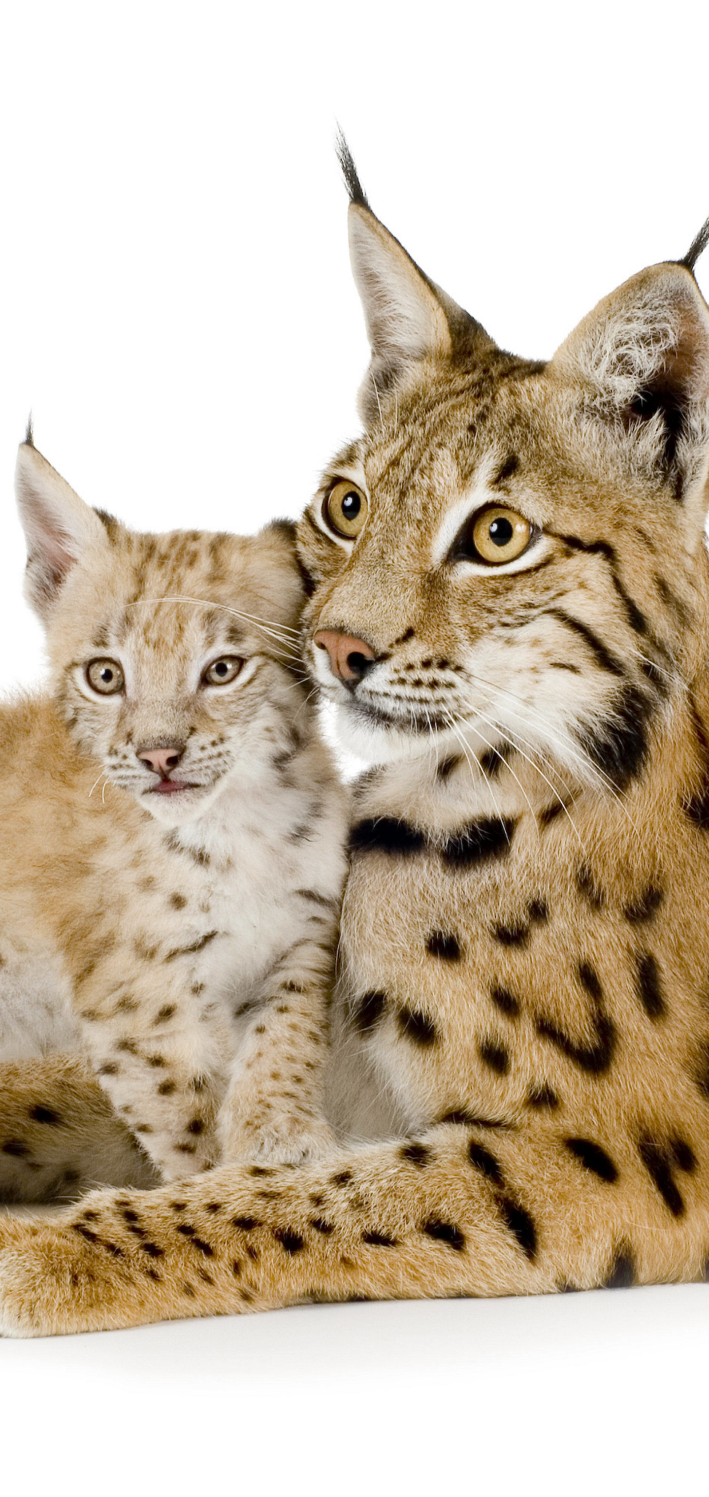 Laden Sie das Tiere, Katzen, Tierbaby, Luchs, Jungtier-Bild kostenlos auf Ihren PC-Desktop herunter