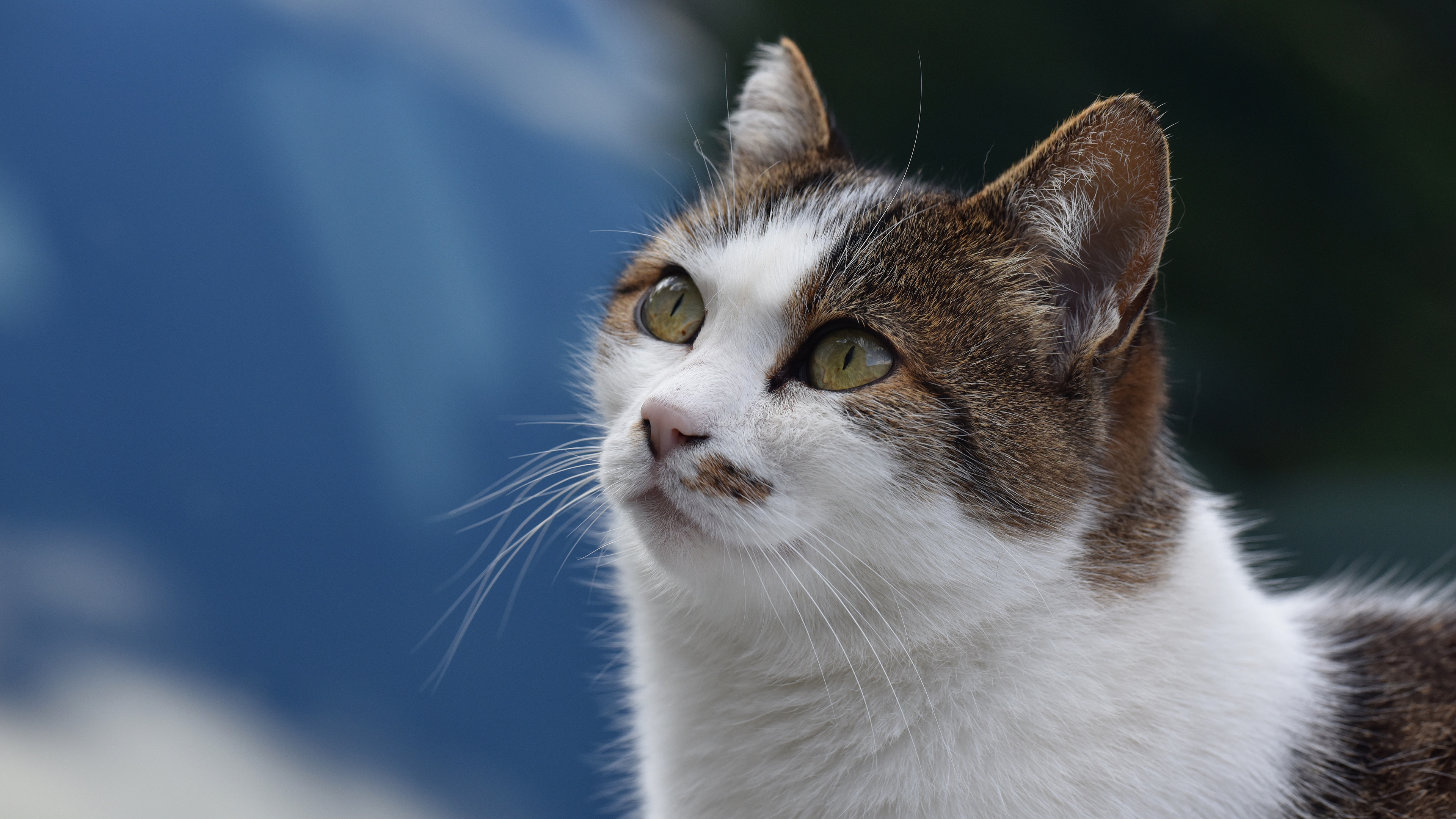 Baixar papel de parede para celular de Animais, Gatos, Gato gratuito.