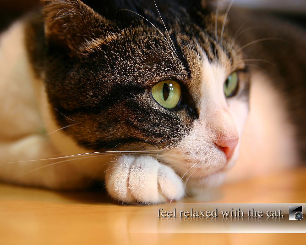 Handy-Wallpaper Tiere, Katze kostenlos herunterladen.