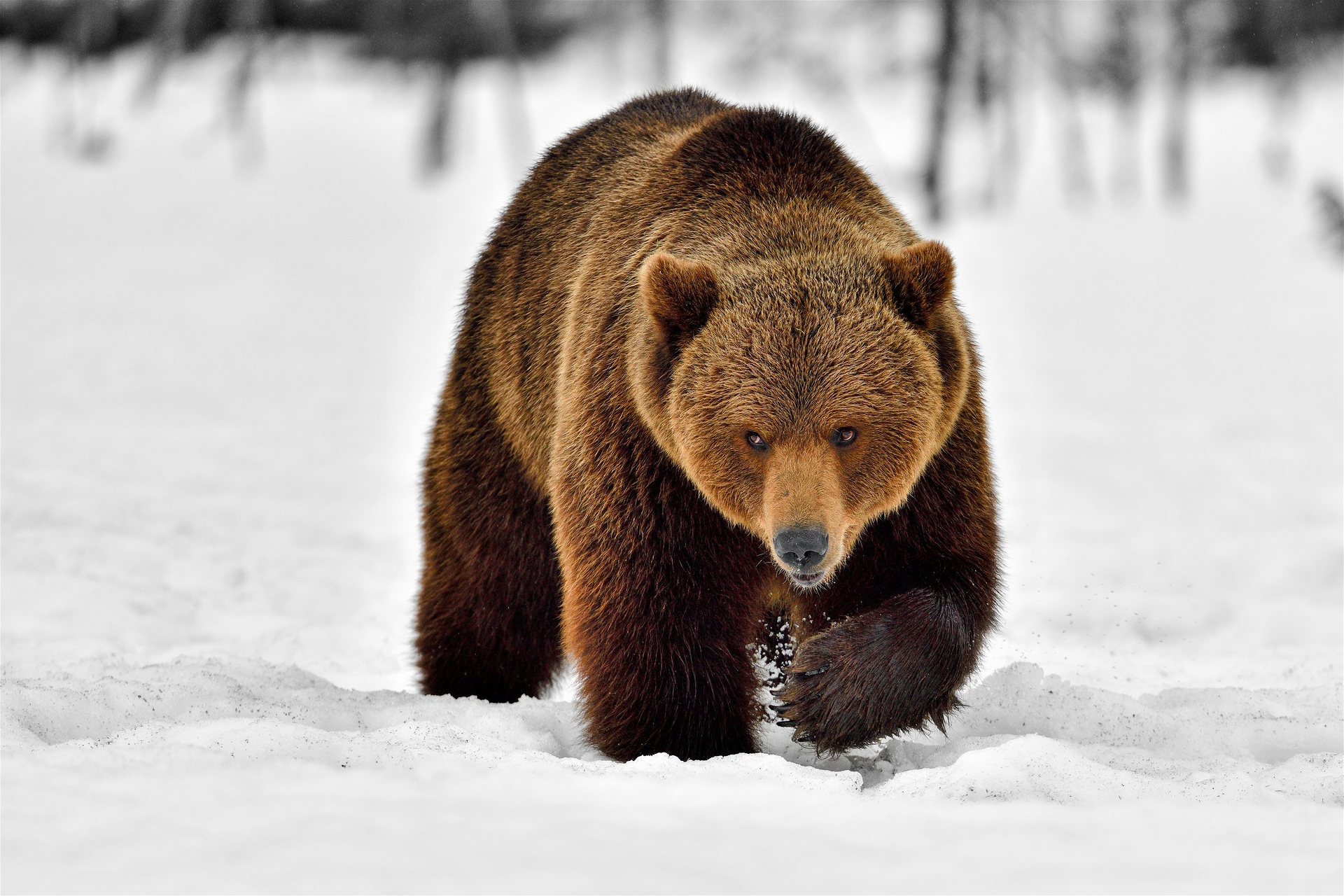 Download mobile wallpaper Snow, Bears, Muzzle, Bear, Animal for free.