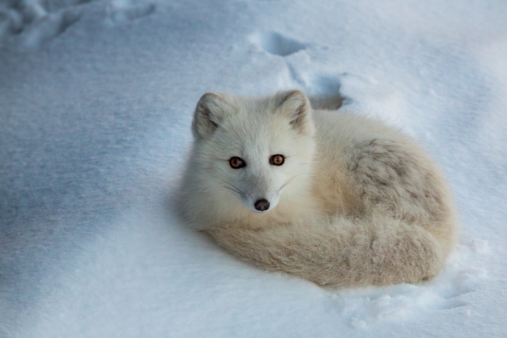 Baixe gratuitamente a imagem Animais, Cães, Neve, Raposa Do Ártico na área de trabalho do seu PC