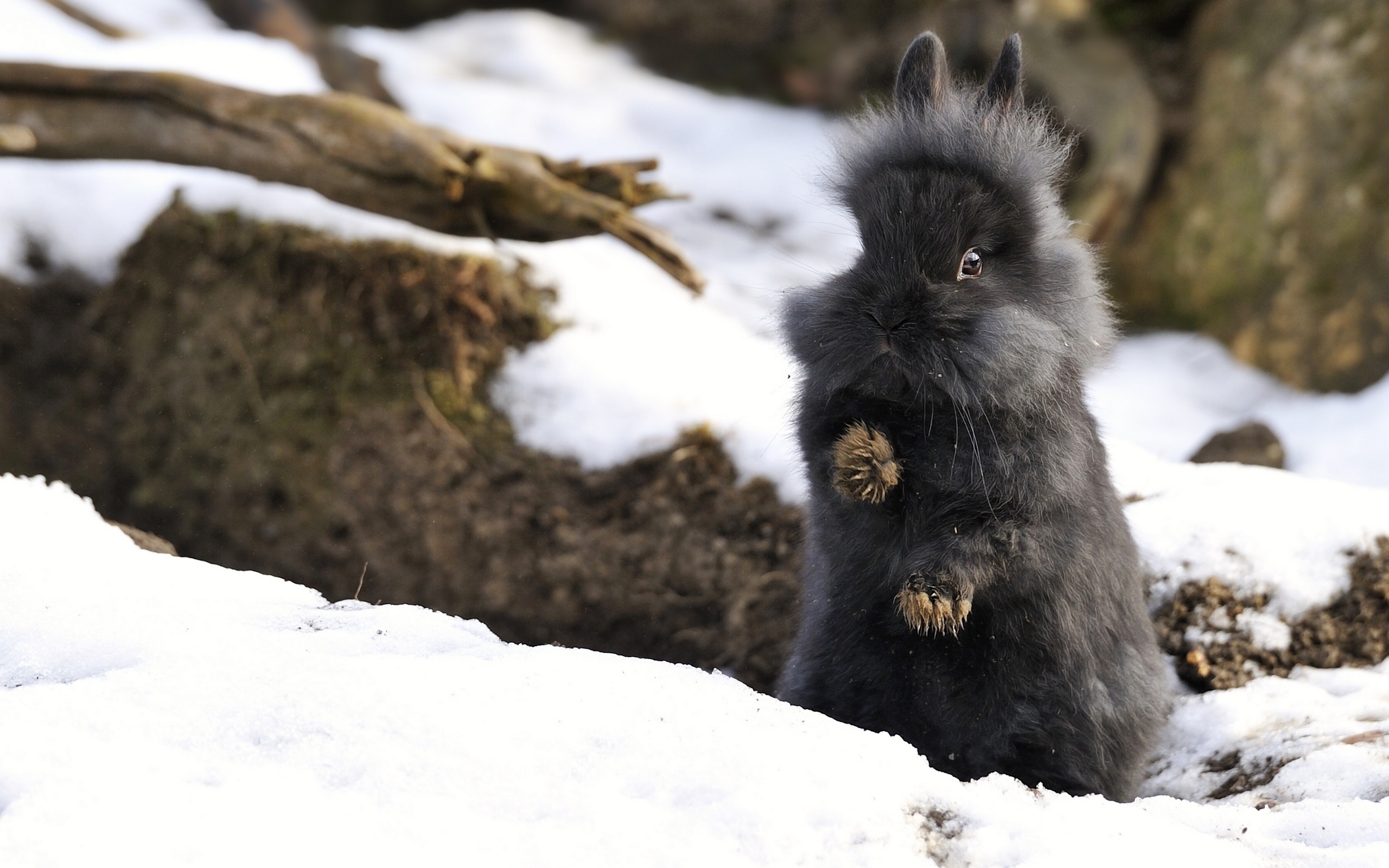 Handy-Wallpaper Tiere, Hase kostenlos herunterladen.