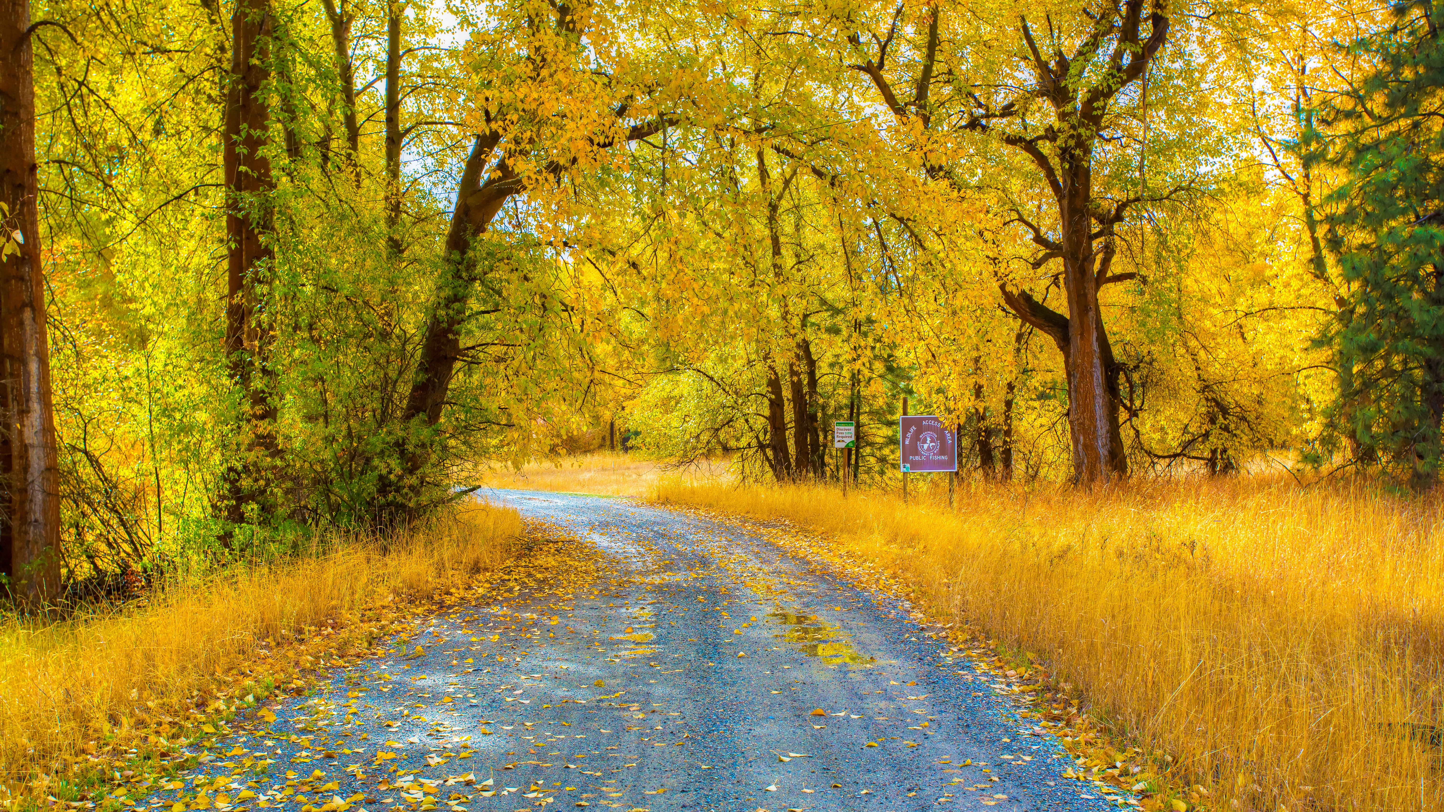 Скачать обои бесплатно Осень, Дорога, Лес, Жёлтый, Сделано Человеком картинка на рабочий стол ПК