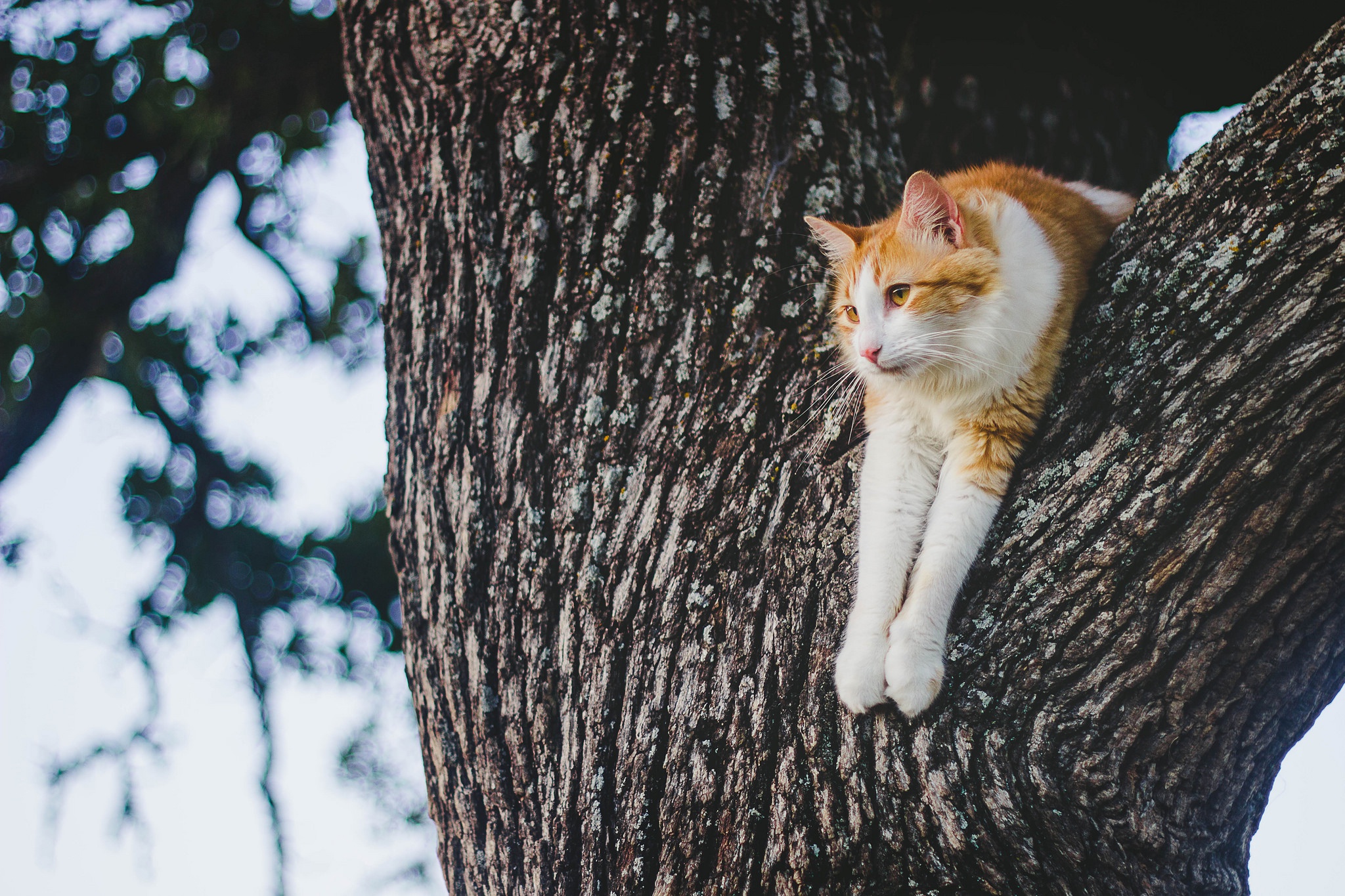 Descarga gratuita de fondo de pantalla para móvil de Animales, Gatos, Gato.