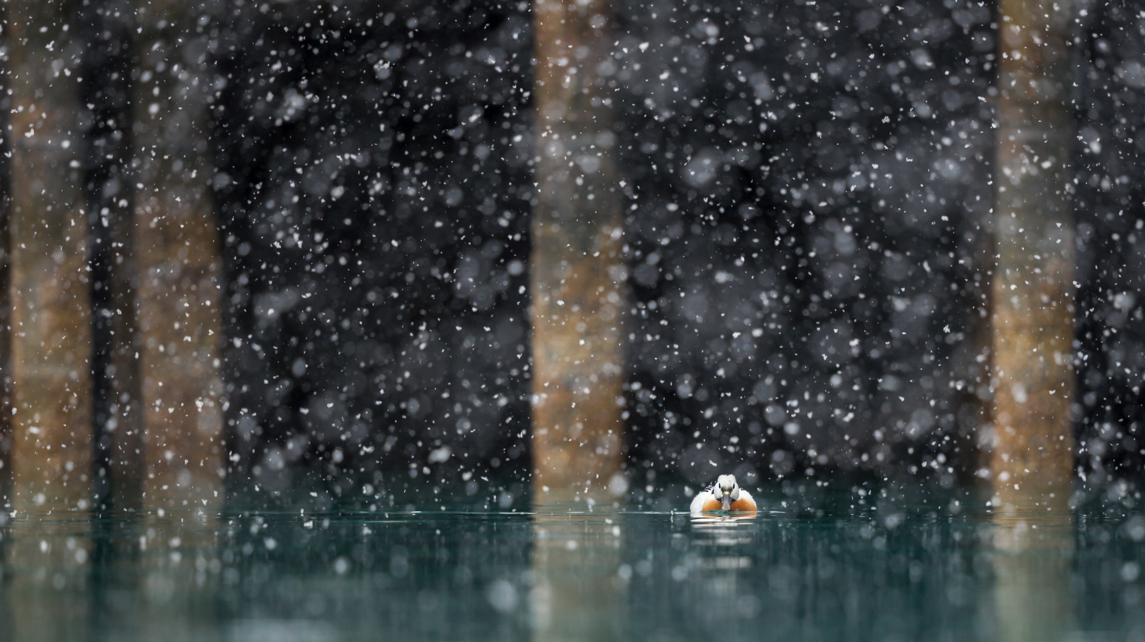 Free download wallpaper Birds, Bird, Animal, Duck, Snowfall on your PC desktop