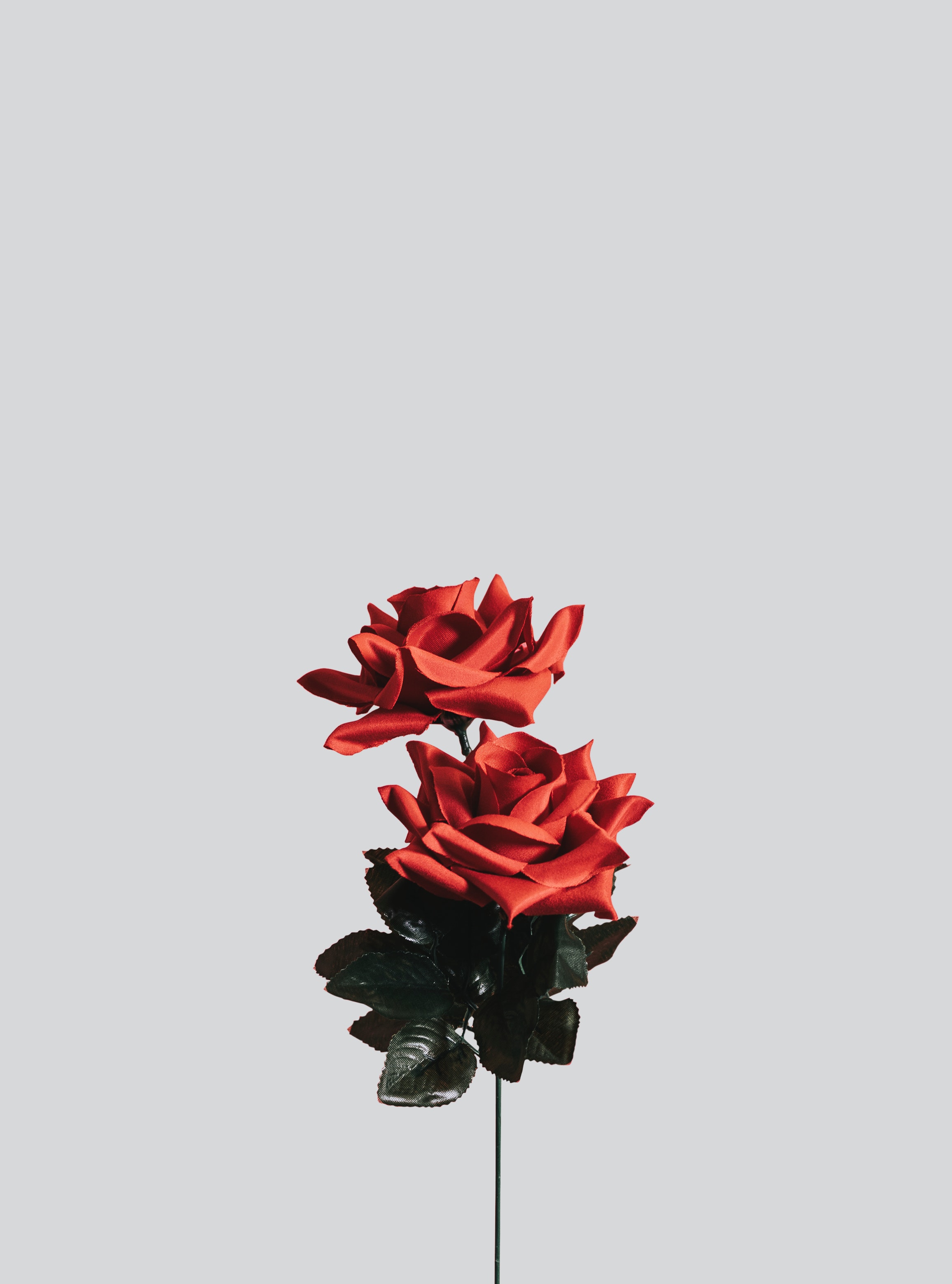 156934 завантажити шпалери роза, квітка, троянда, мінімалізм, штучний - заставки і картинки безкоштовно