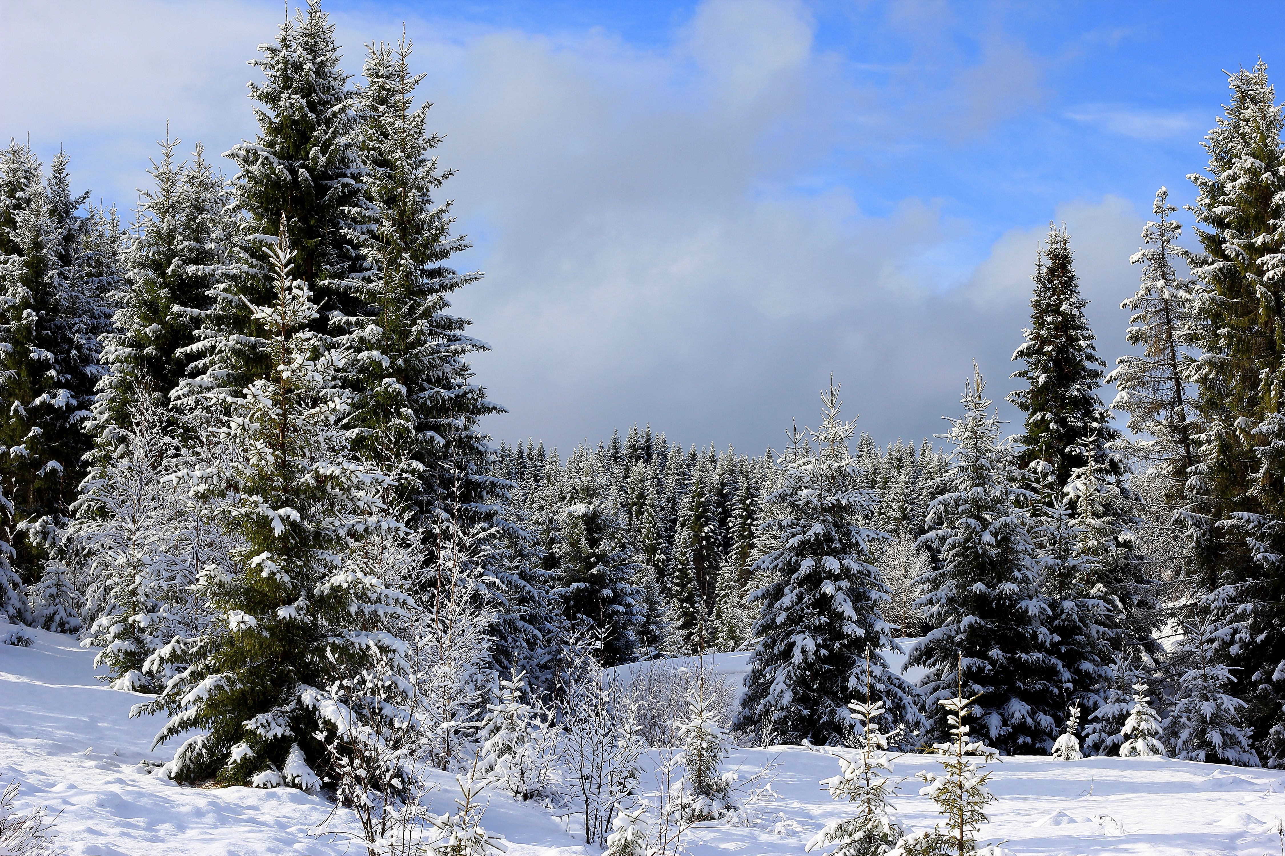 Download mobile wallpaper Winter, Snow, Forest, Tree, Earth for free.