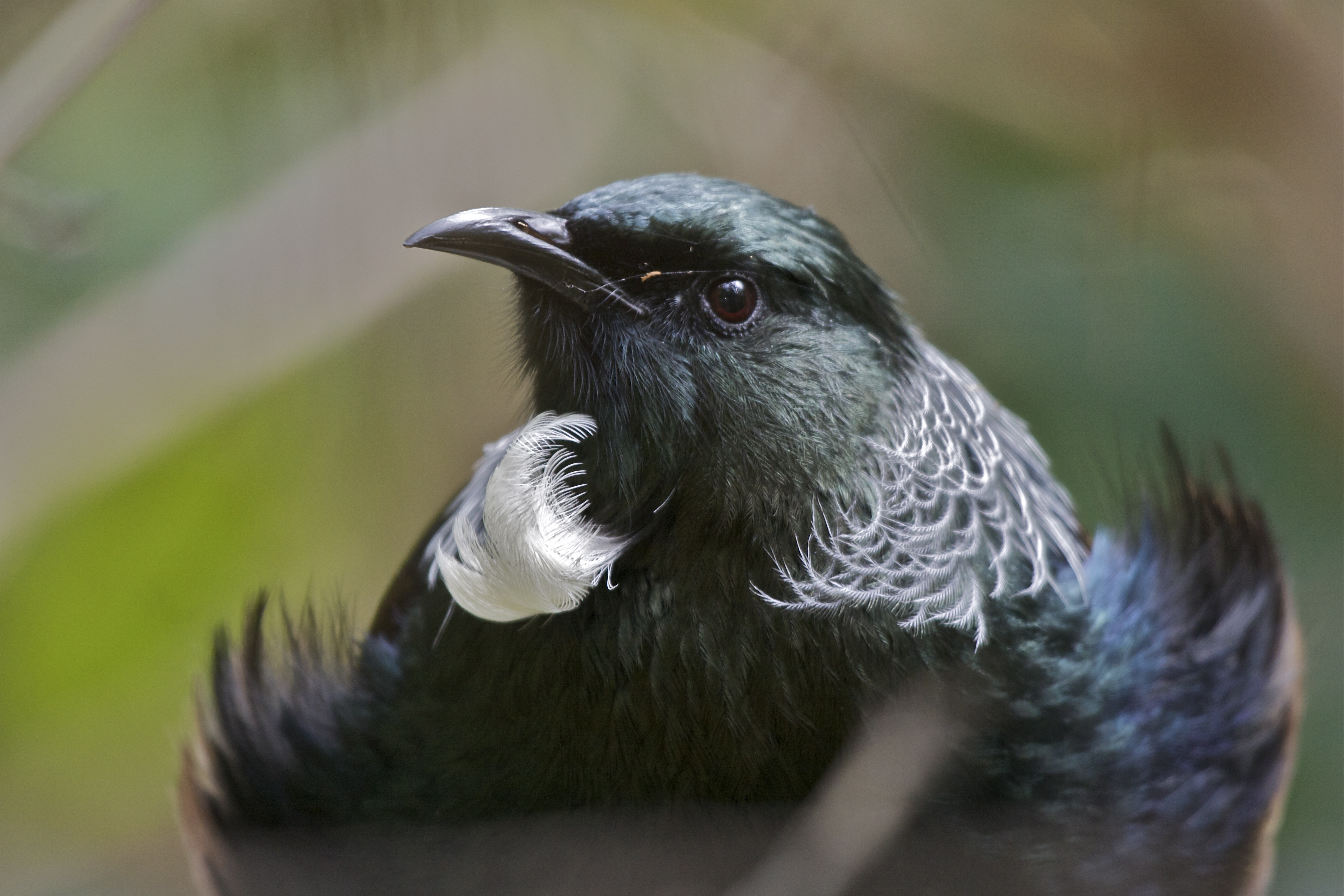 無料モバイル壁紙鳥, 動物をダウンロードします。