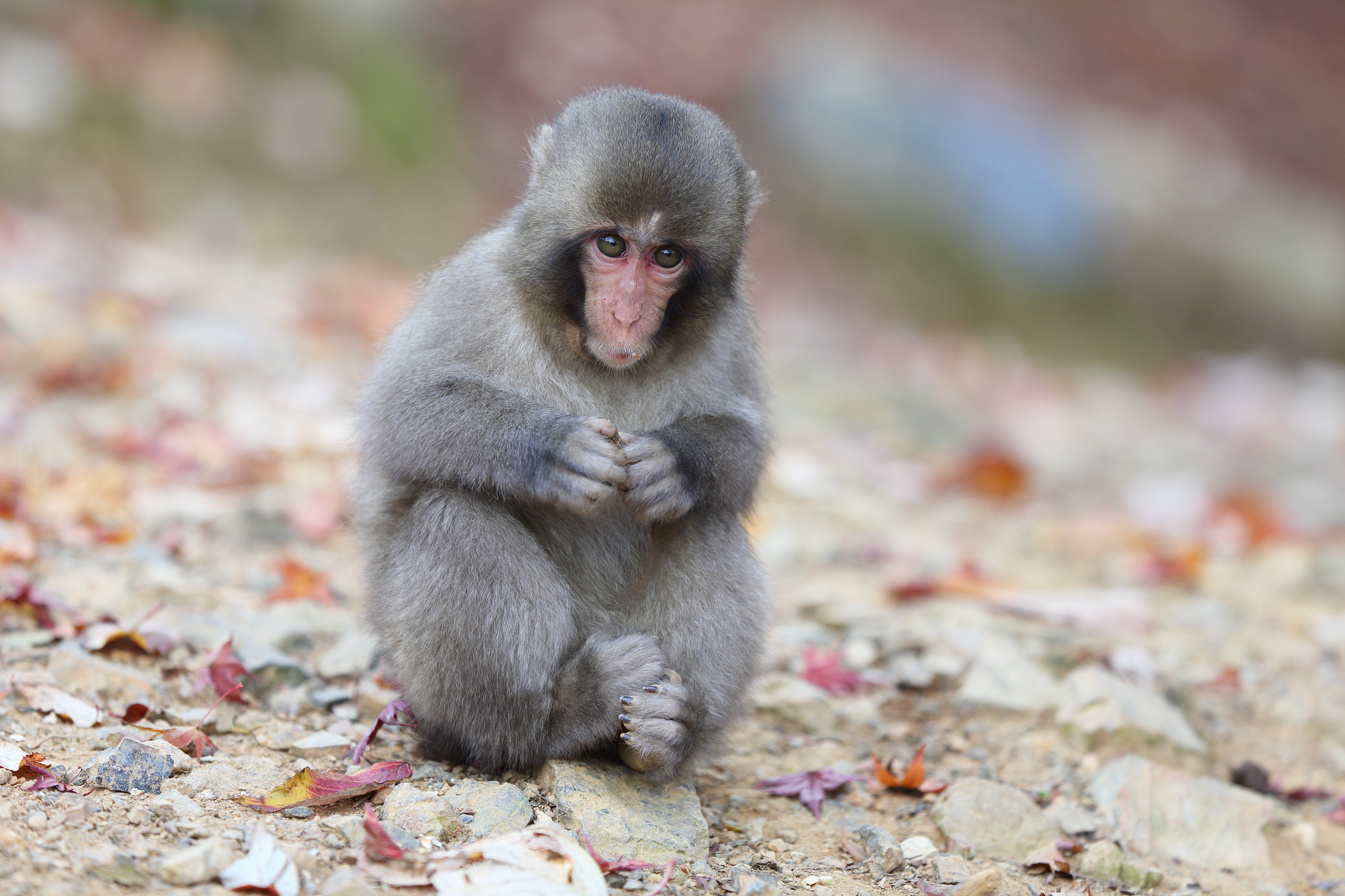 Download mobile wallpaper Monkeys, Blur, Monkey, Animal, Japanese Macaque for free.