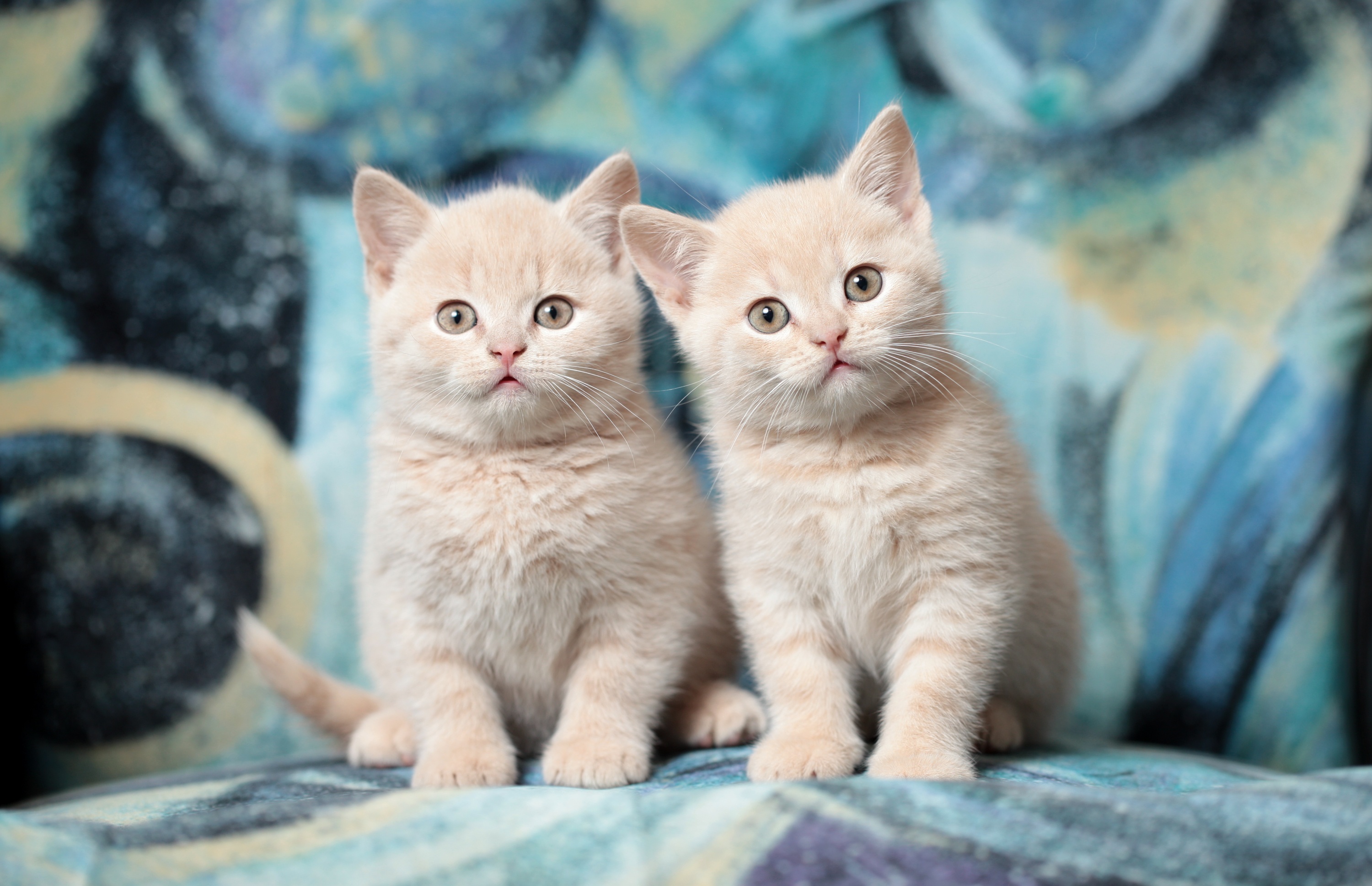 Handy-Wallpaper Tiere, Katzen, Katze, Kätzchen, Tierbaby, Starren kostenlos herunterladen.