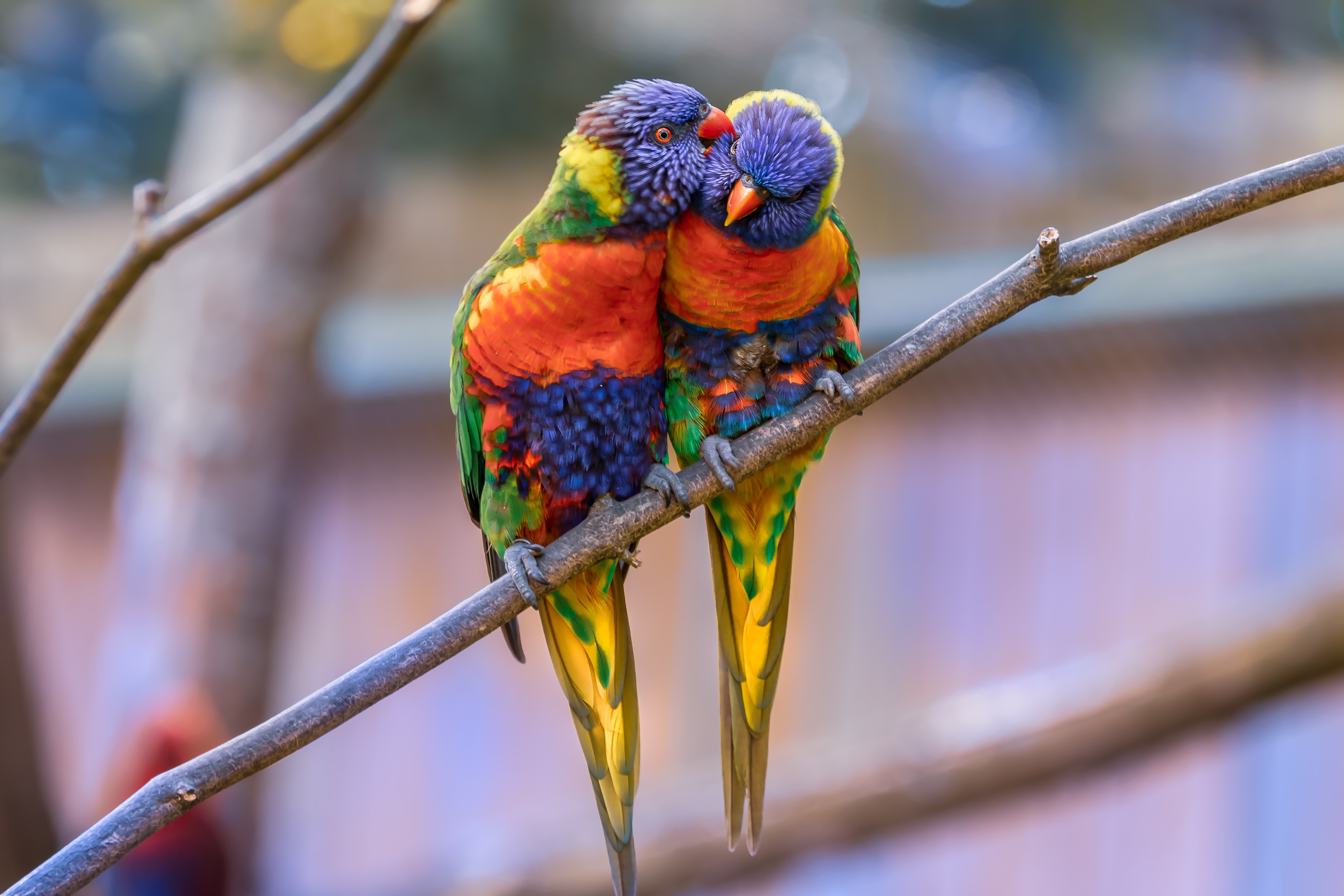birds, couple, parrots, pair, animals, tenderness, multicolor lorikeet, multi colored loriket