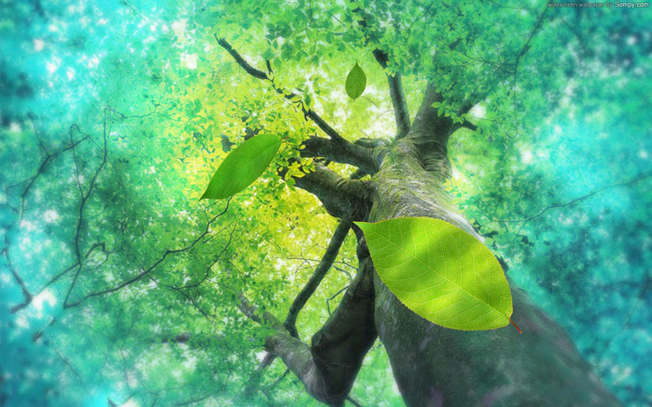 tree, earth, leaf, close up