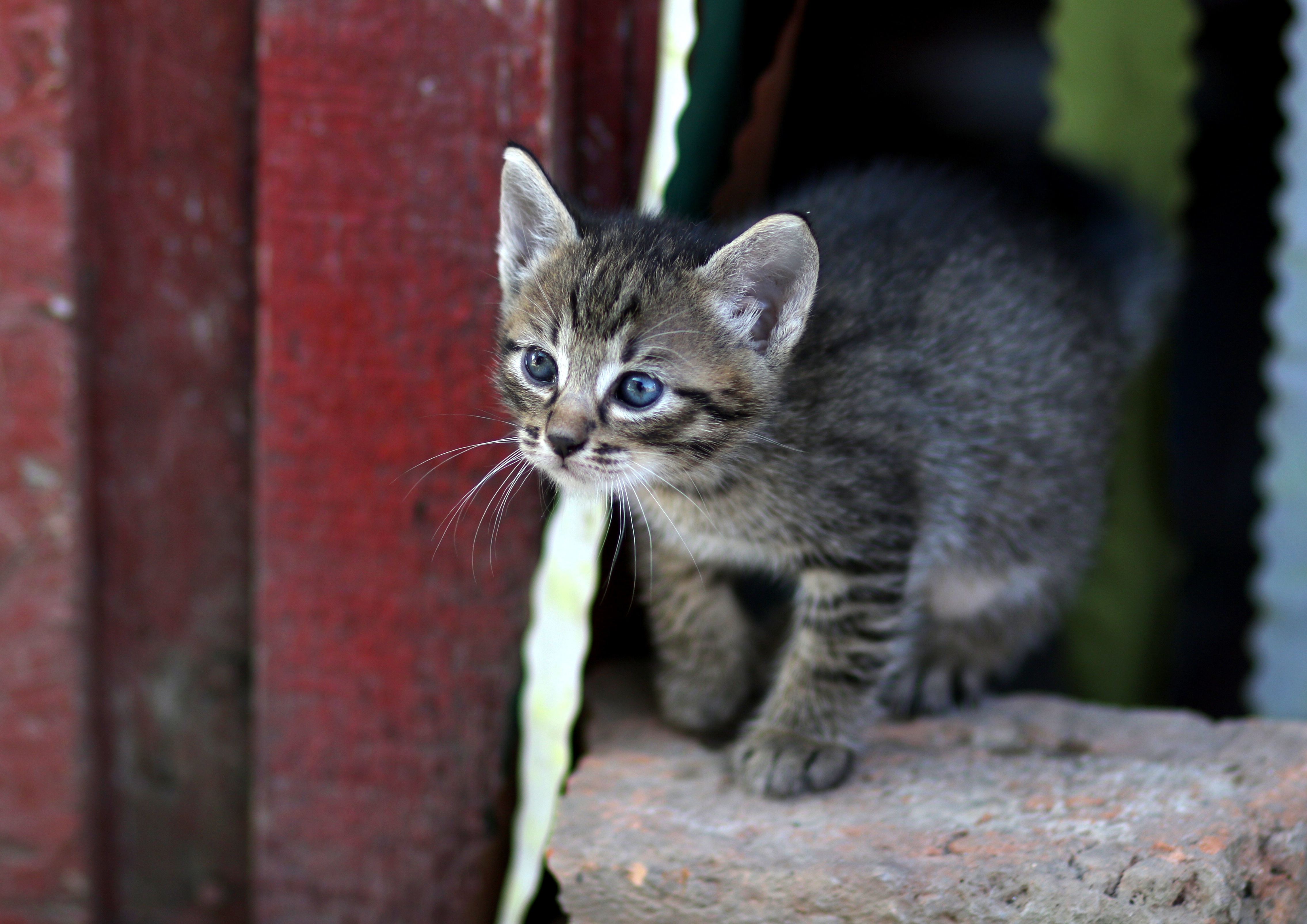 PCデスクトップに動物, ネコ, 猫画像を無料でダウンロード