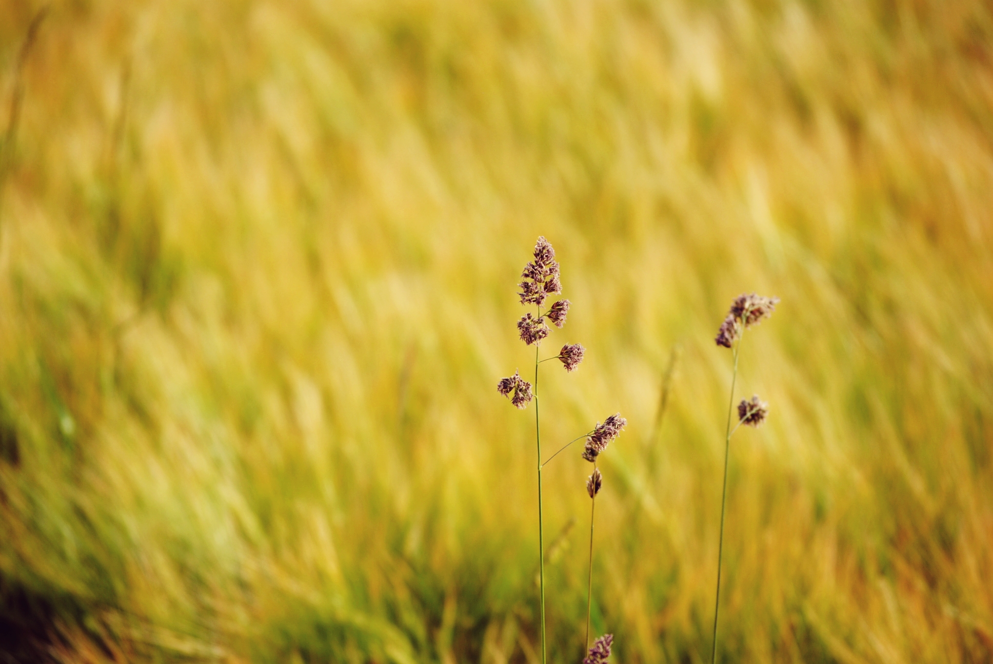 Free download wallpaper Grass, Earth on your PC desktop