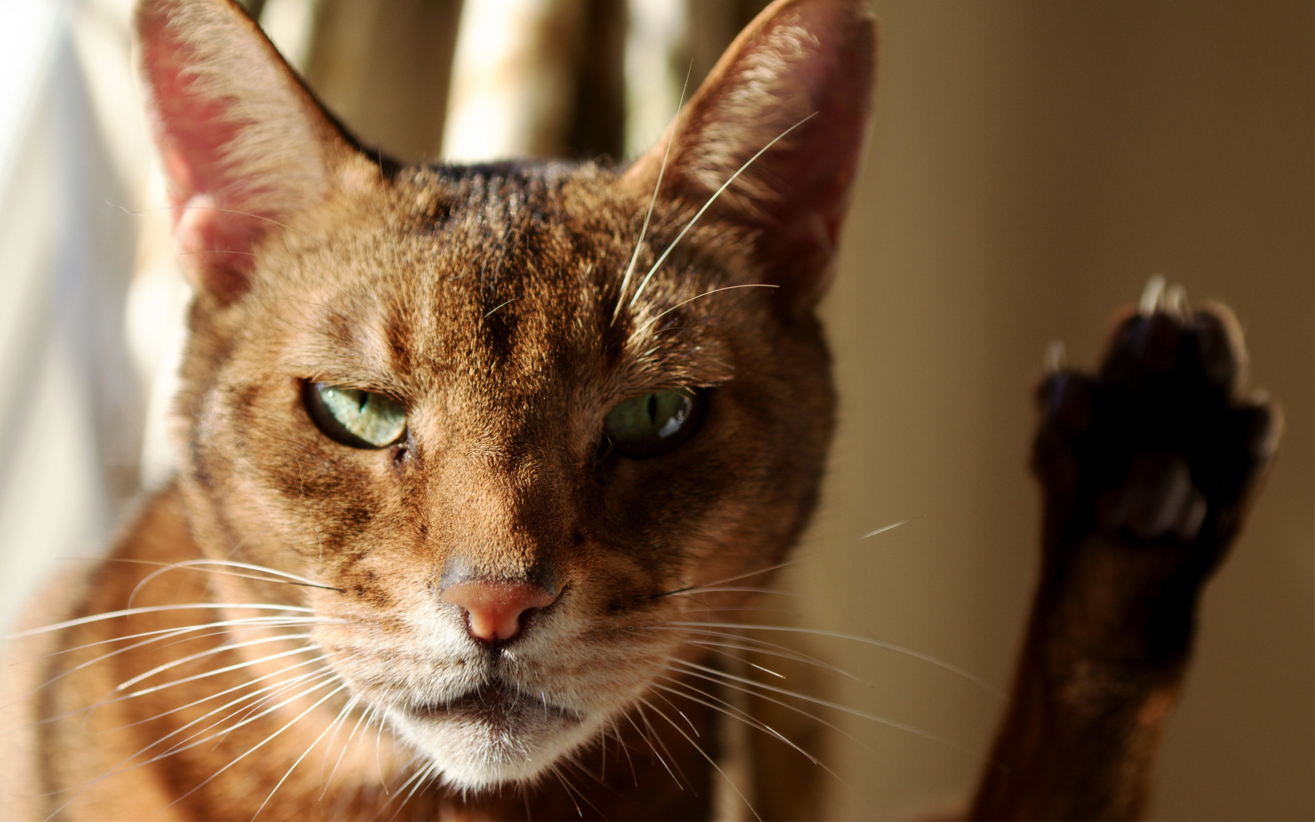 Baixar papel de parede para celular de Animais, Gatos, Gato gratuito.