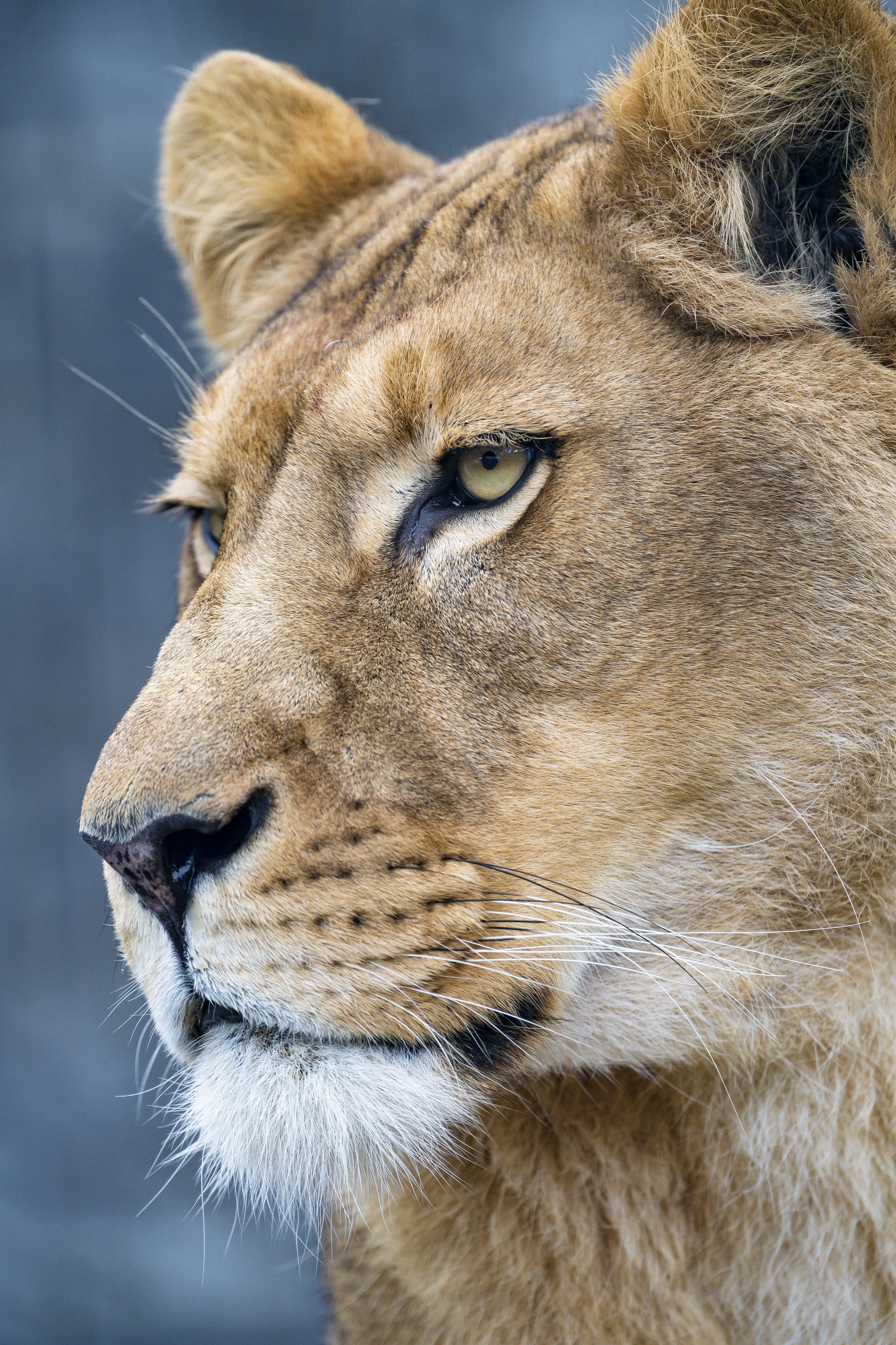 158090 descargar fondo de pantalla un leon, bozal, león, animales, depredador, gato grande: protectores de pantalla e imágenes gratis